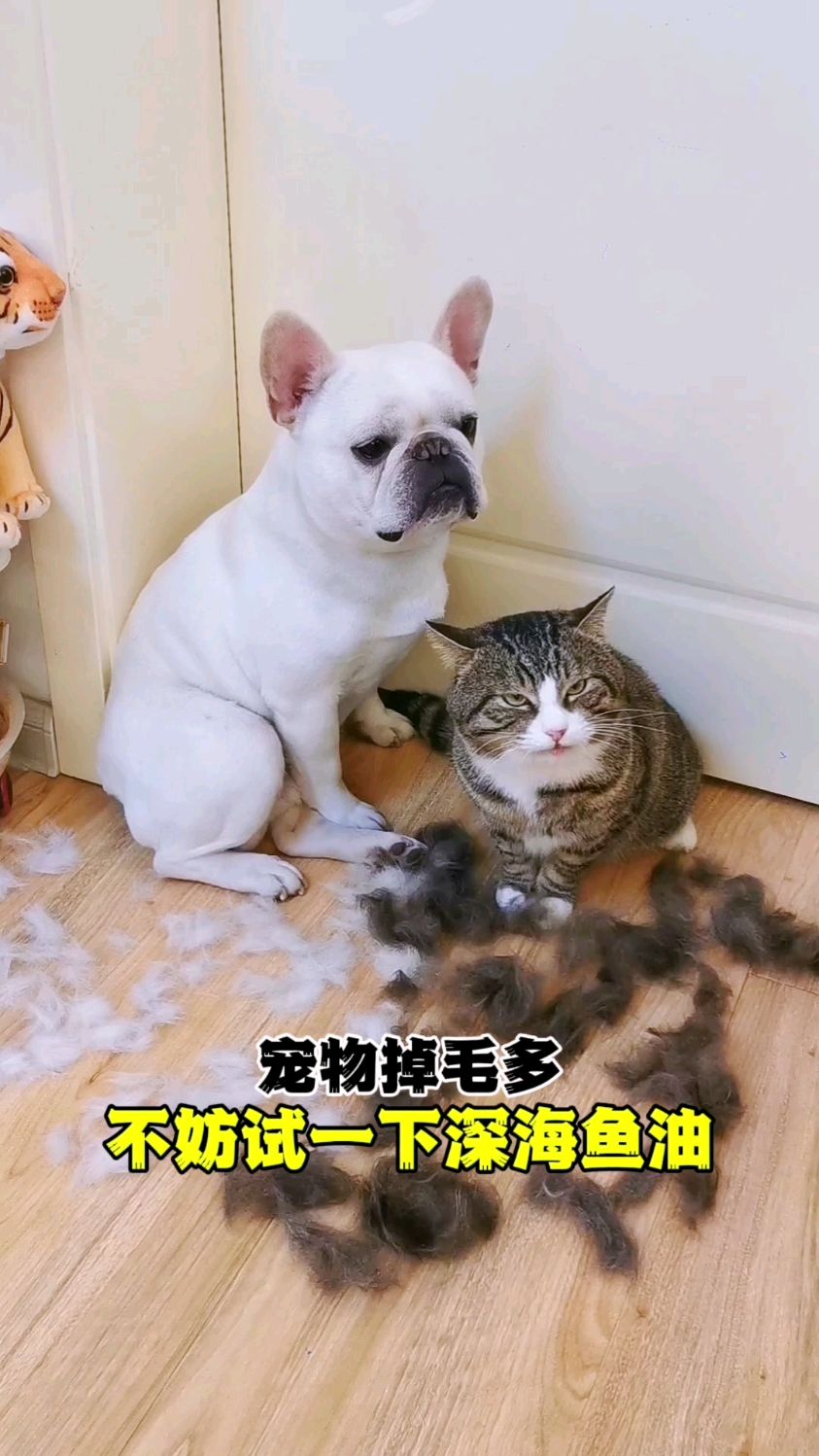 猫毛狗毛满屋飞,不妨给毛孩子补充点深海鱼油,不要被惊喜到哦～