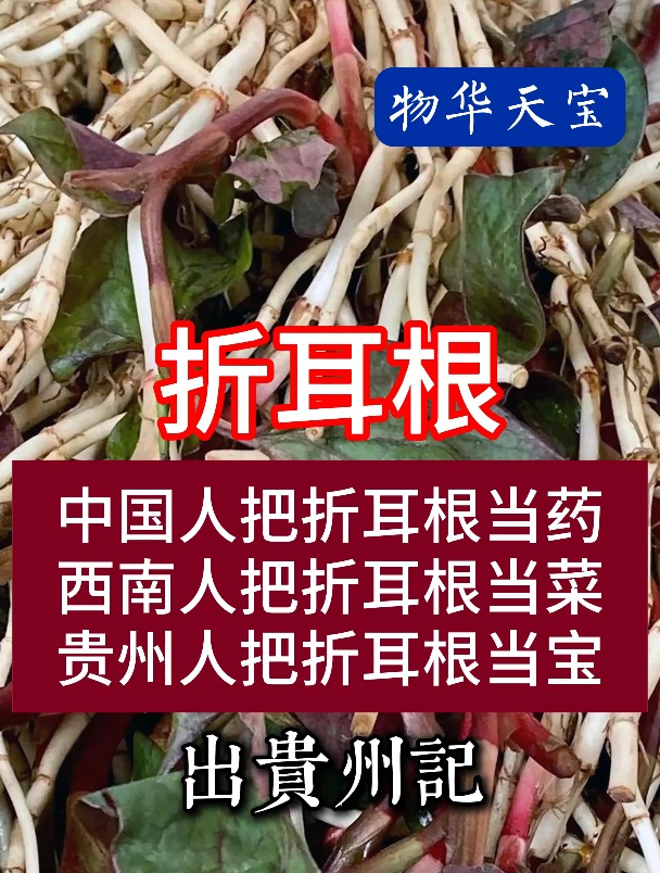 中国人把折耳根当药,西南人把折耳根当菜,贵州人把折耳根当宝