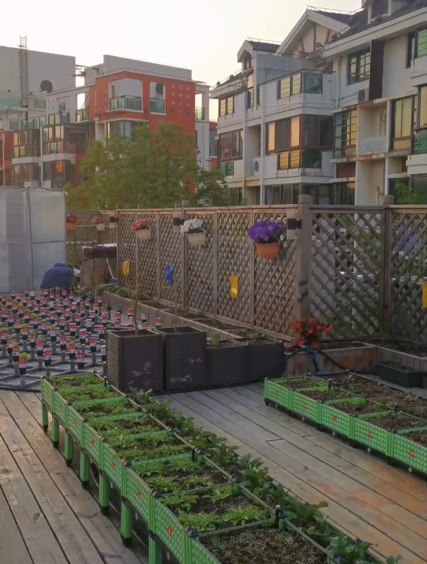 这样的屋顶科普菜园你们喜欢吗?