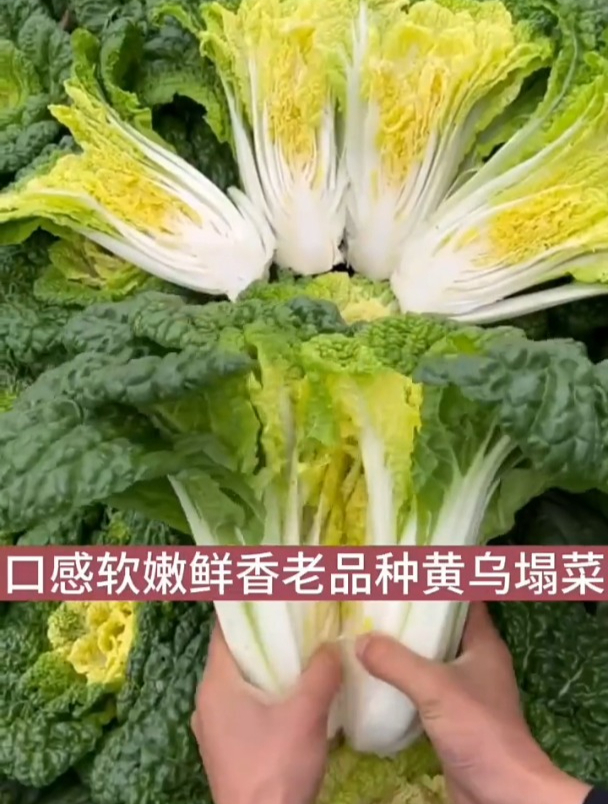 高配版白菜,比白菜鲜嫩,耐热耐旱不招虫,它就是乌塌菜