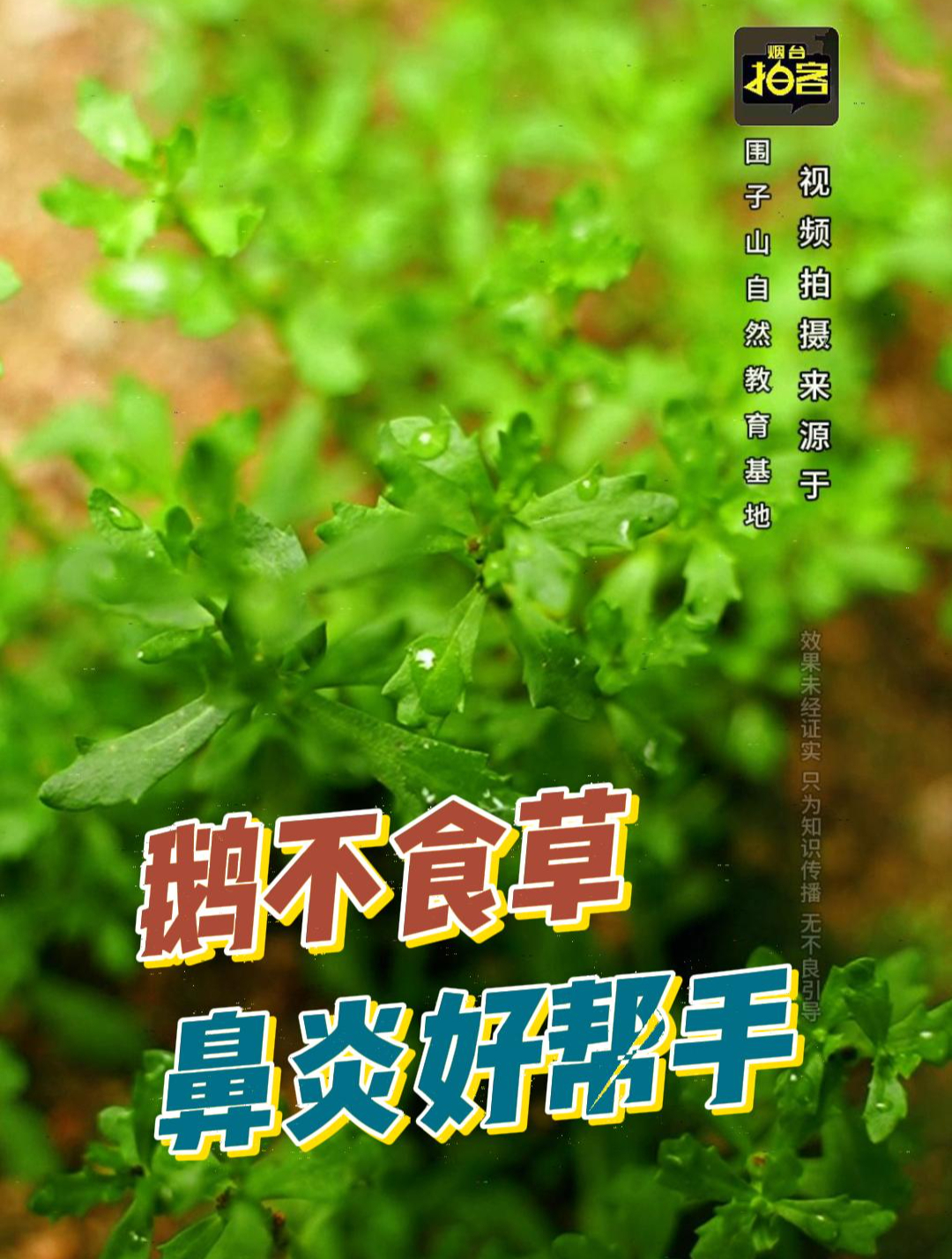 如果你在遇见这种植物,别当杂草扔掉哦,它就是鹅不食草