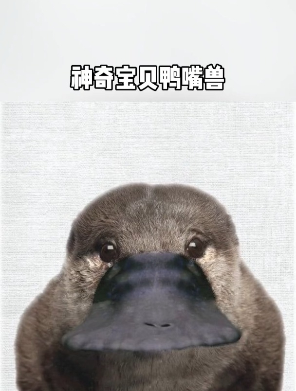 神奇宝贝鸭嘴兽,真的好神奇!