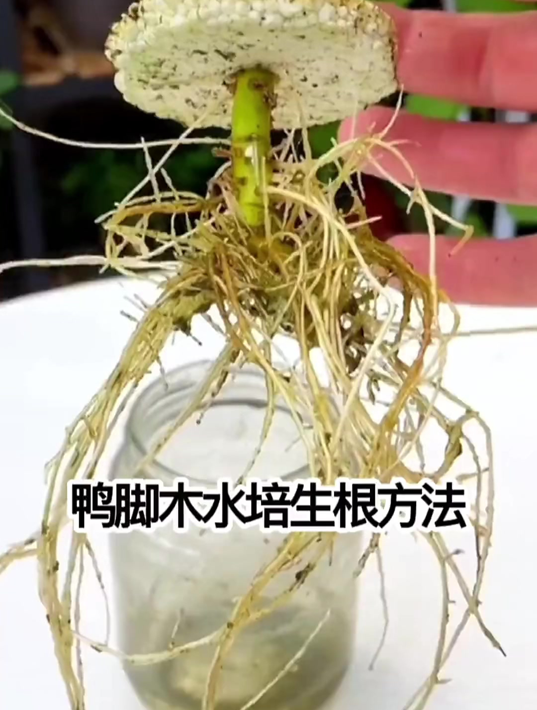 鸭脚木水培生根方法