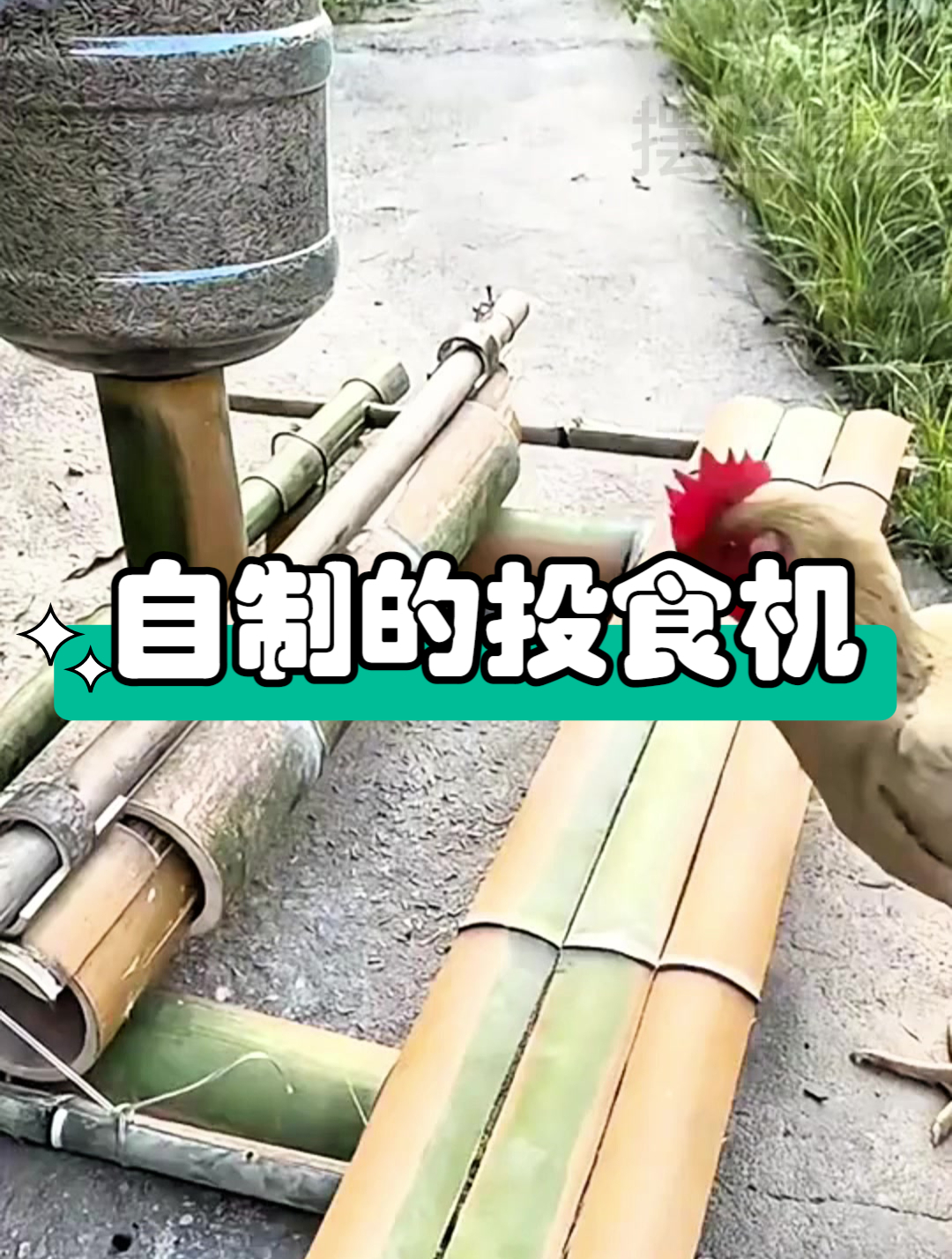 给鸡自制的投食机,大家觉得怎么样?