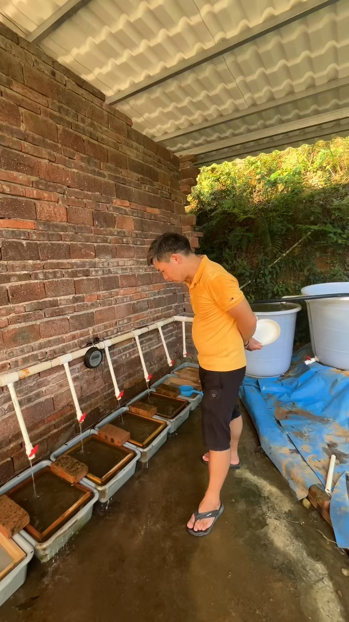 石斑鱼鱼苗鱼种养殖基地