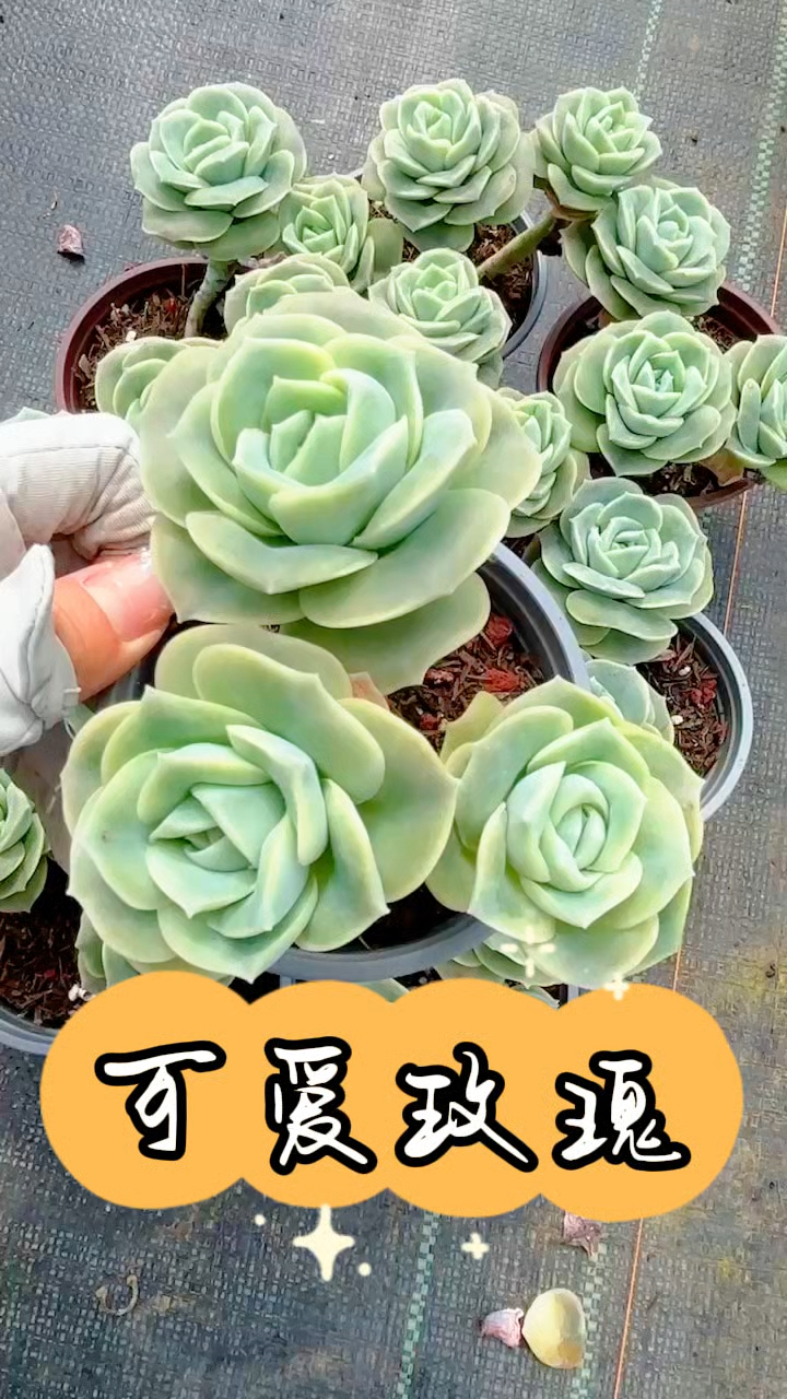 多肉植物,可爱玫瑰