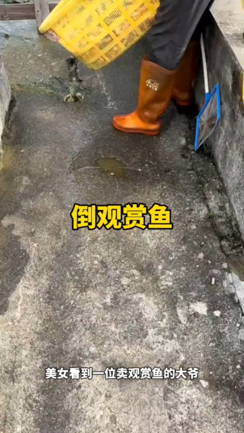 观赏鱼全被倒进下水池