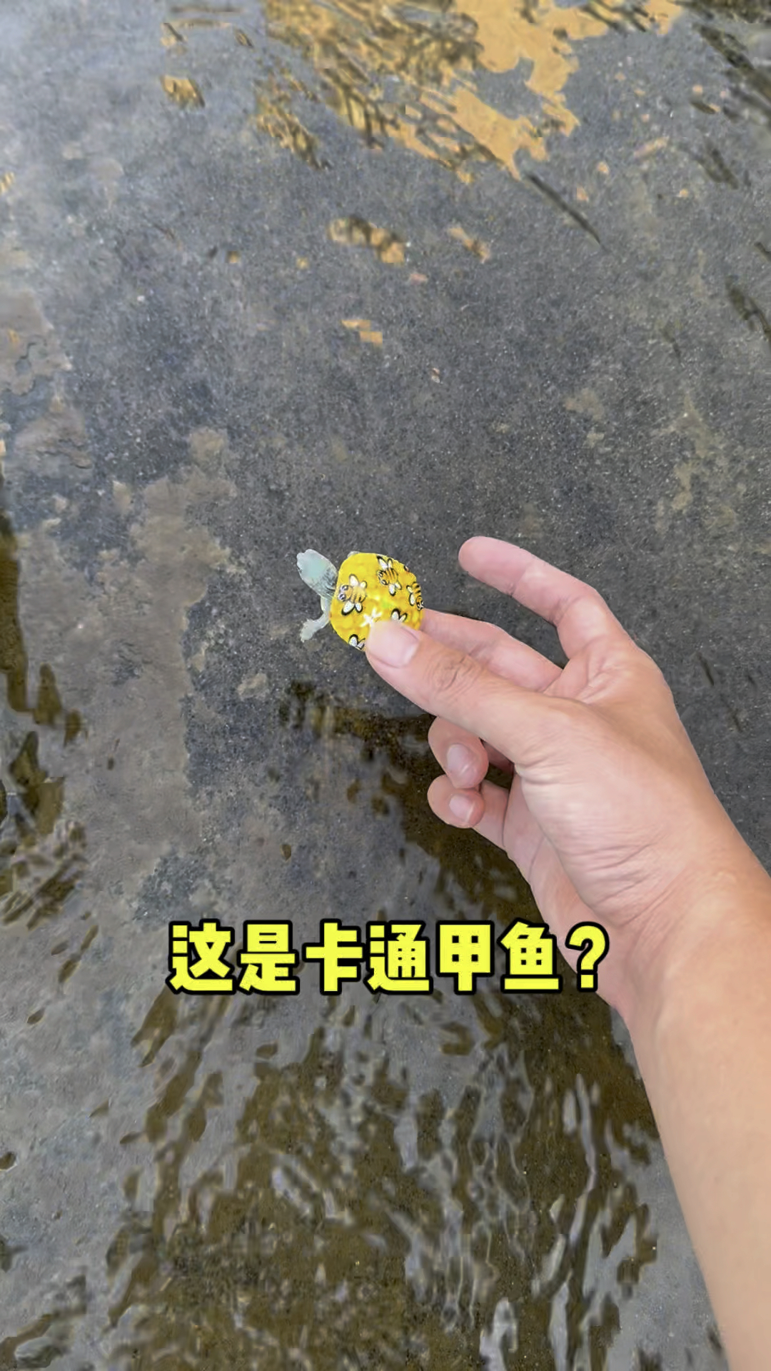 这是卡通甲鱼吗?