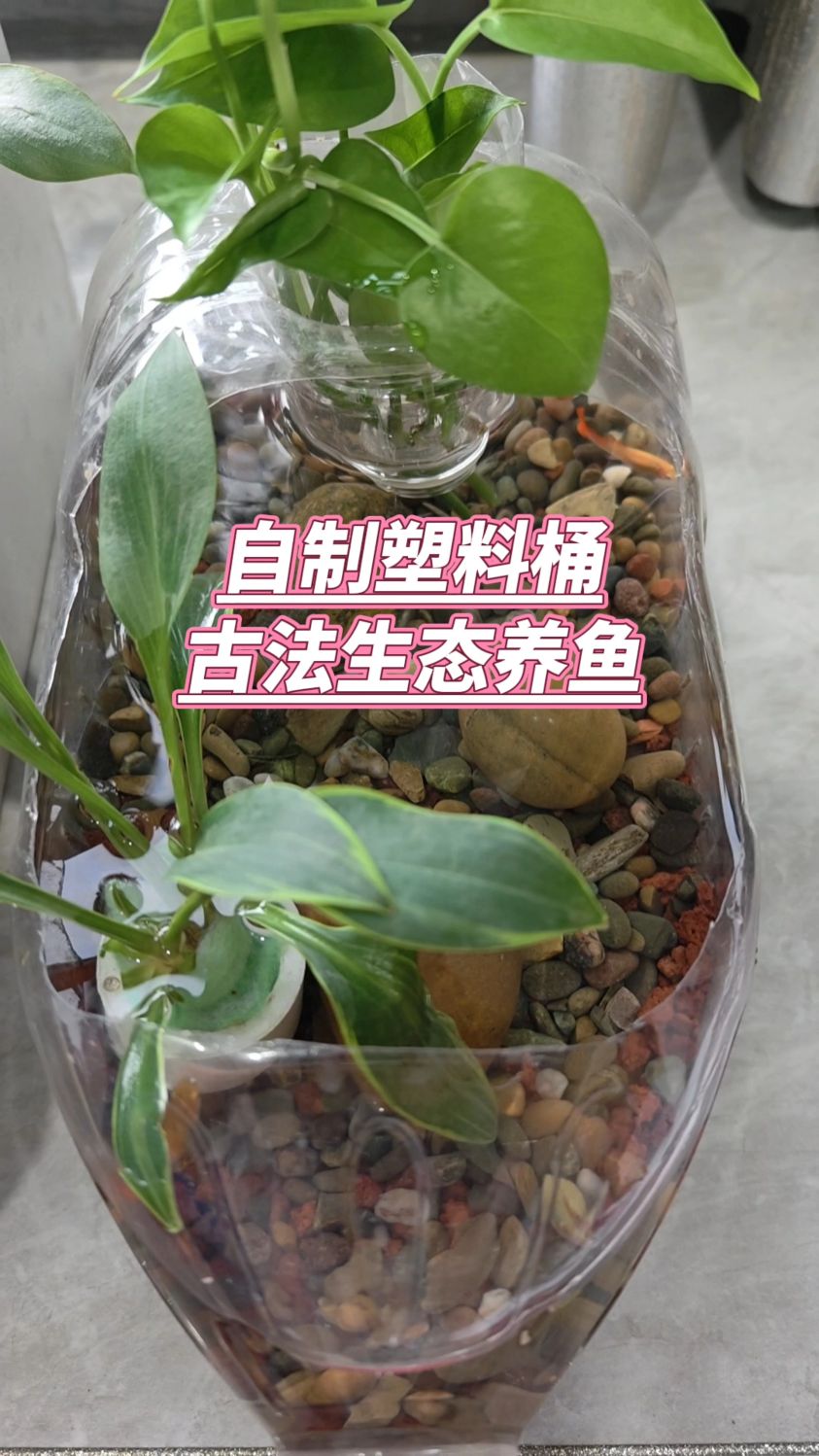 自制塑料桶古法生态养鱼