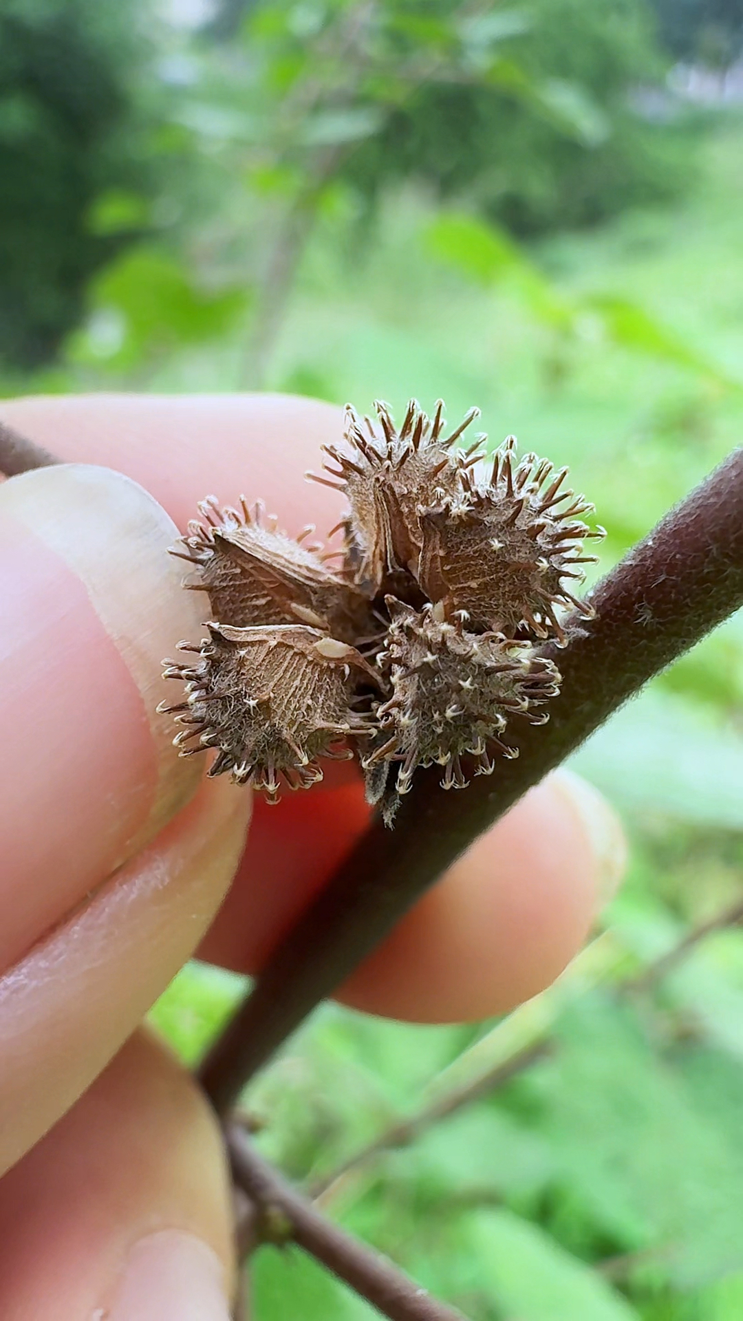 这种植物叫地桃花,也叫刺头婆,村里的老先生喜欢采挖它的根茎