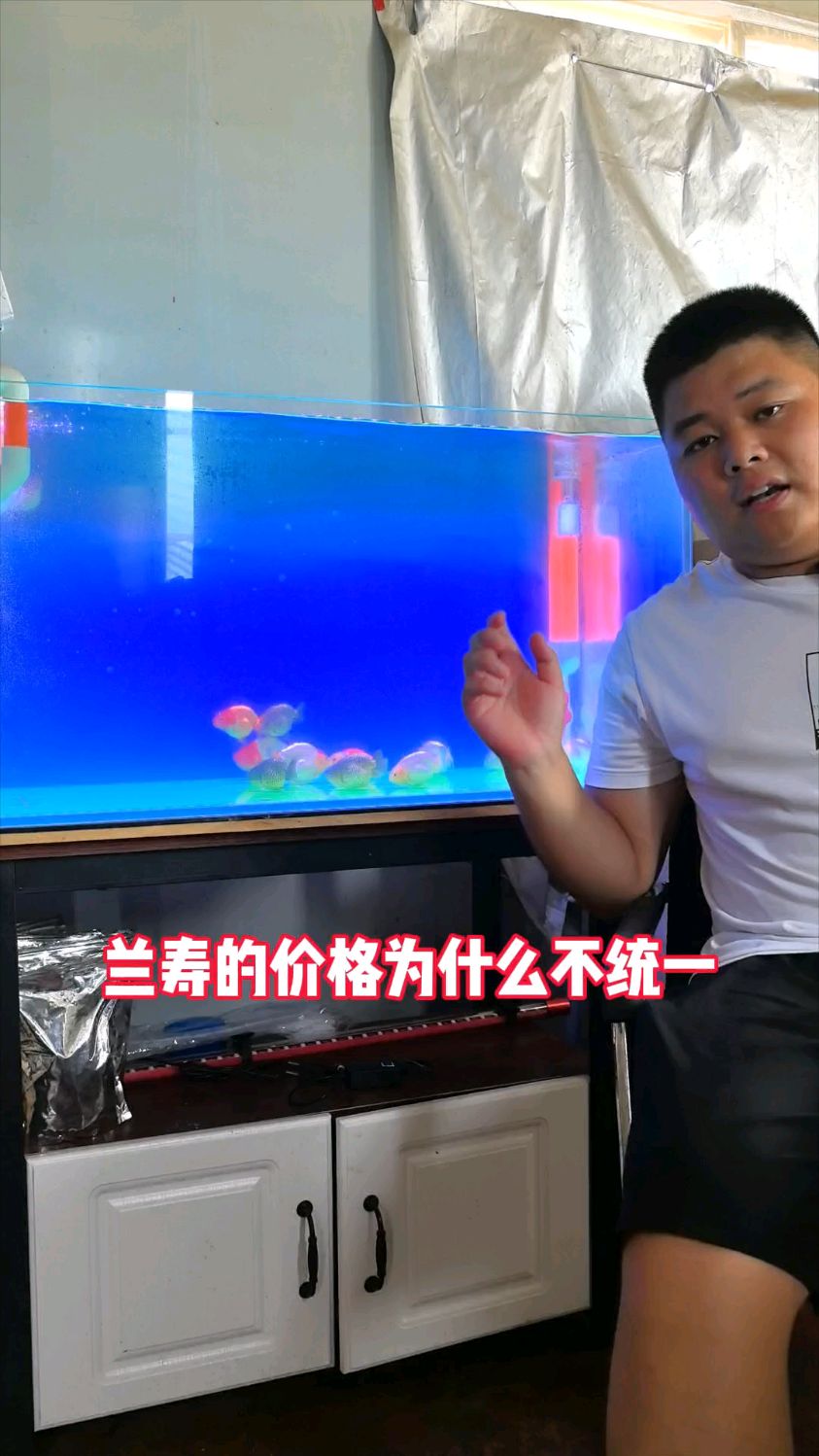 兰寿金鱼的价格为什么不统一?