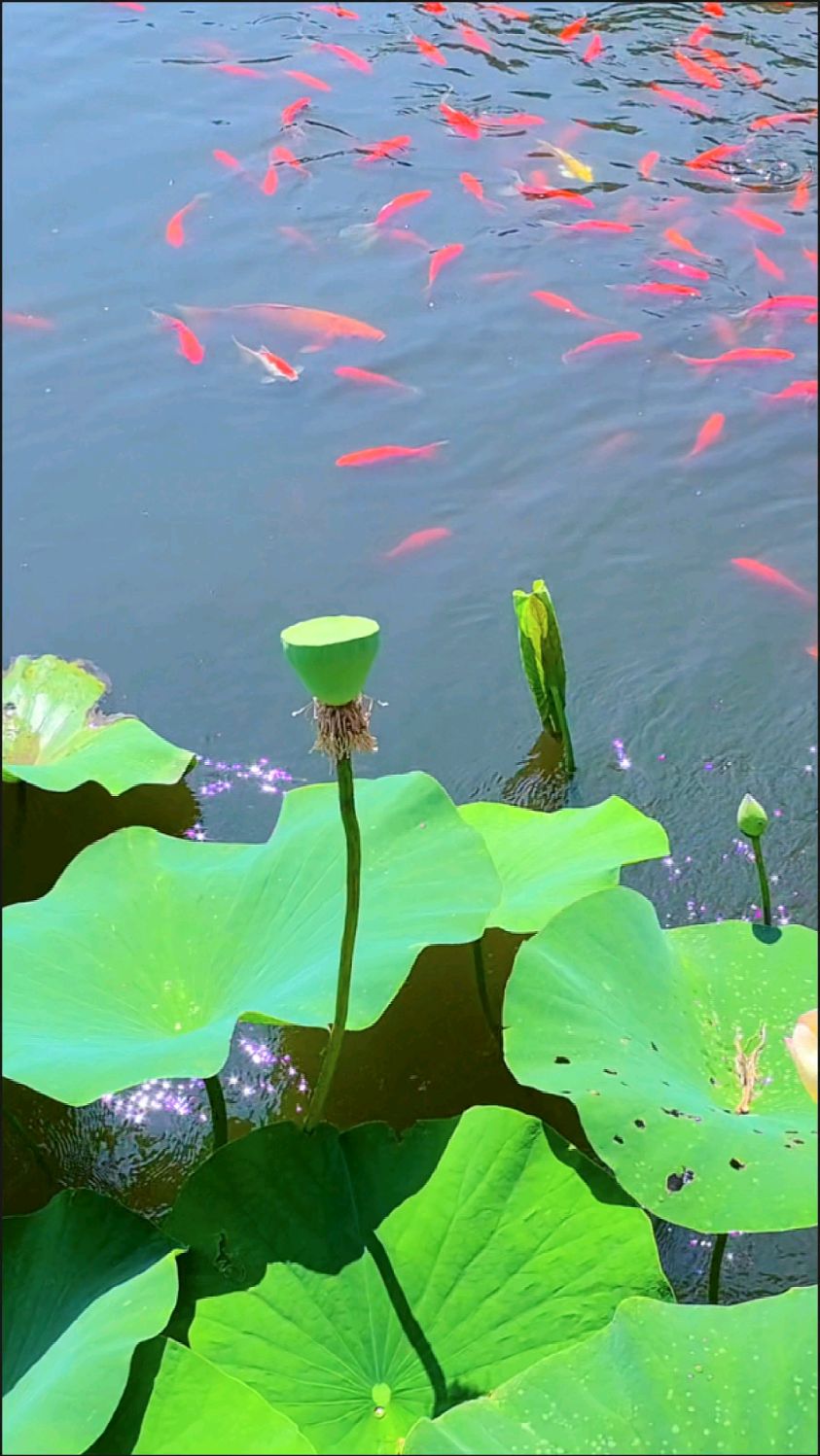 一道风景线:荷花遇见锦鲤