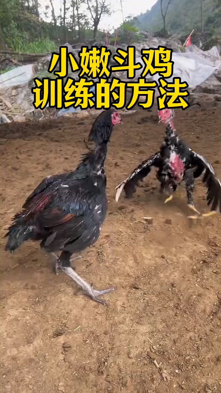 小斗鸡训练方法啊