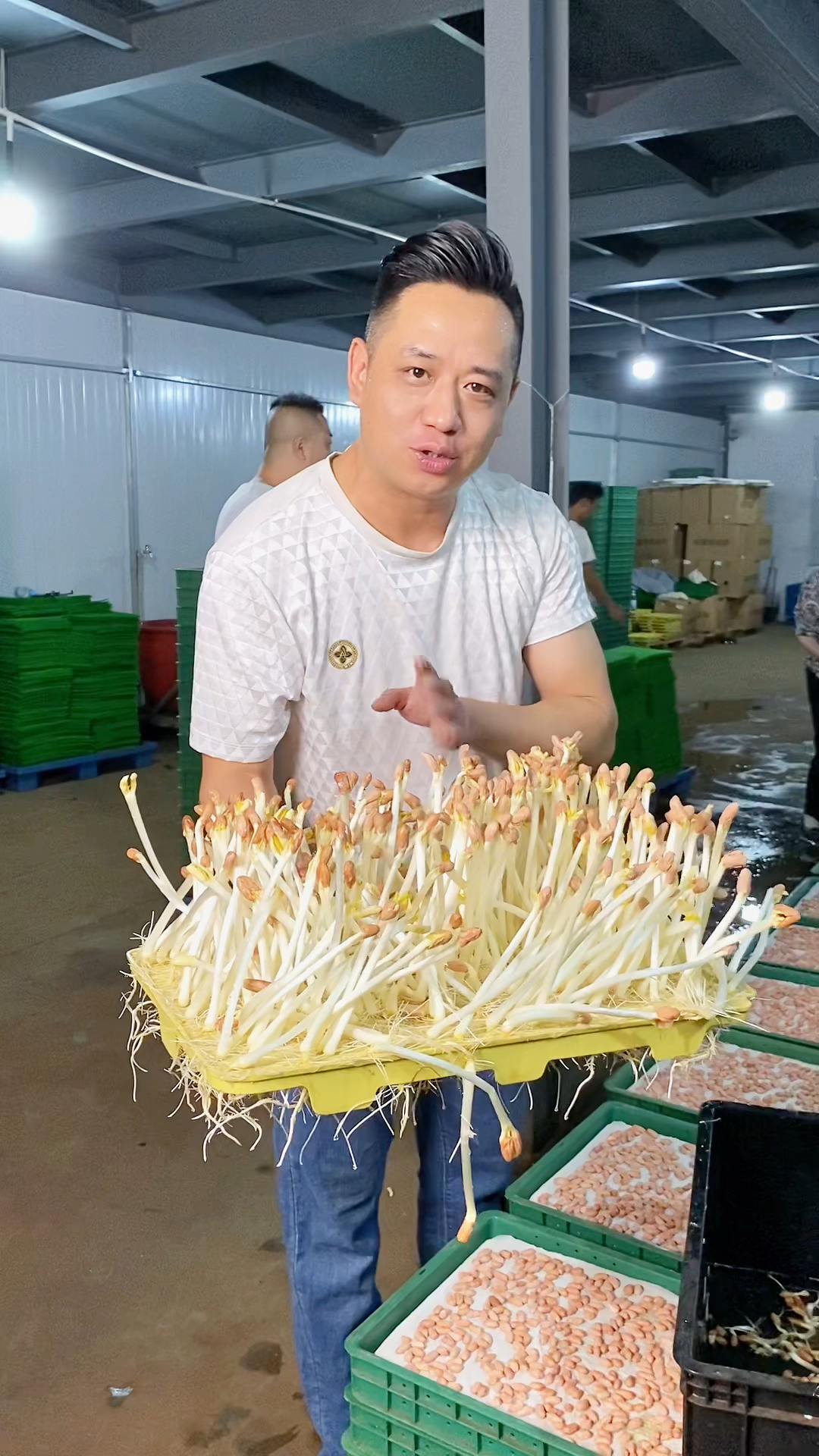 水培花生芽种植技术,水培芽苗菜,轻资产创业,一个人就可以种植