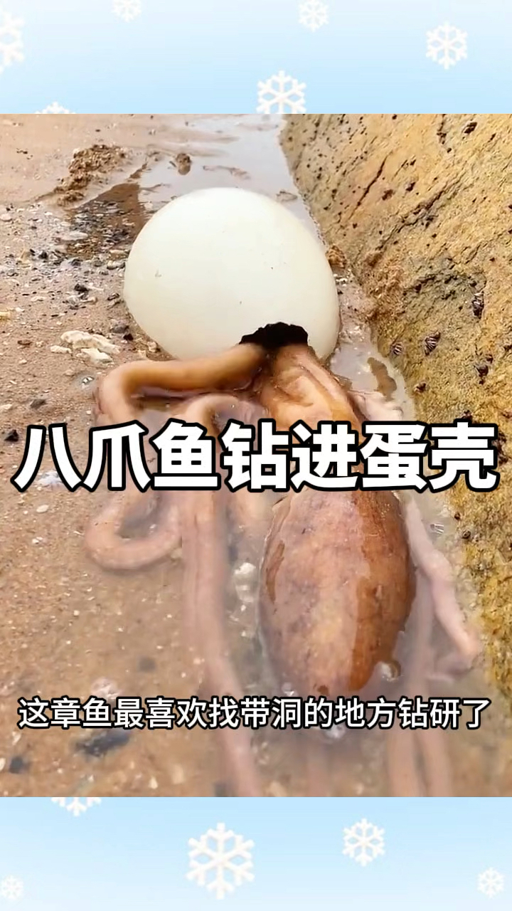 八爪鱼钻进蛋壳,太有趣了