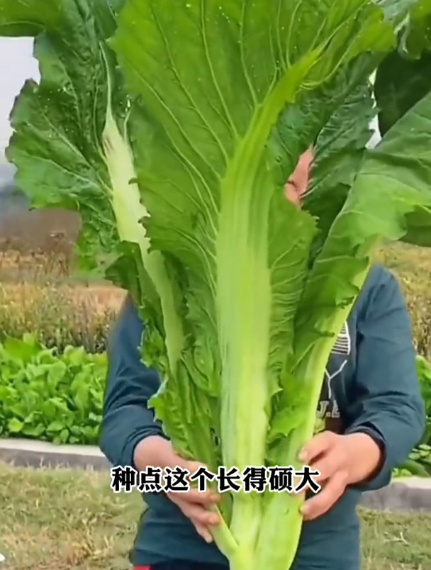 特色大叶芥菜,不仅好吃还好种,撒撒种子浇水就长!