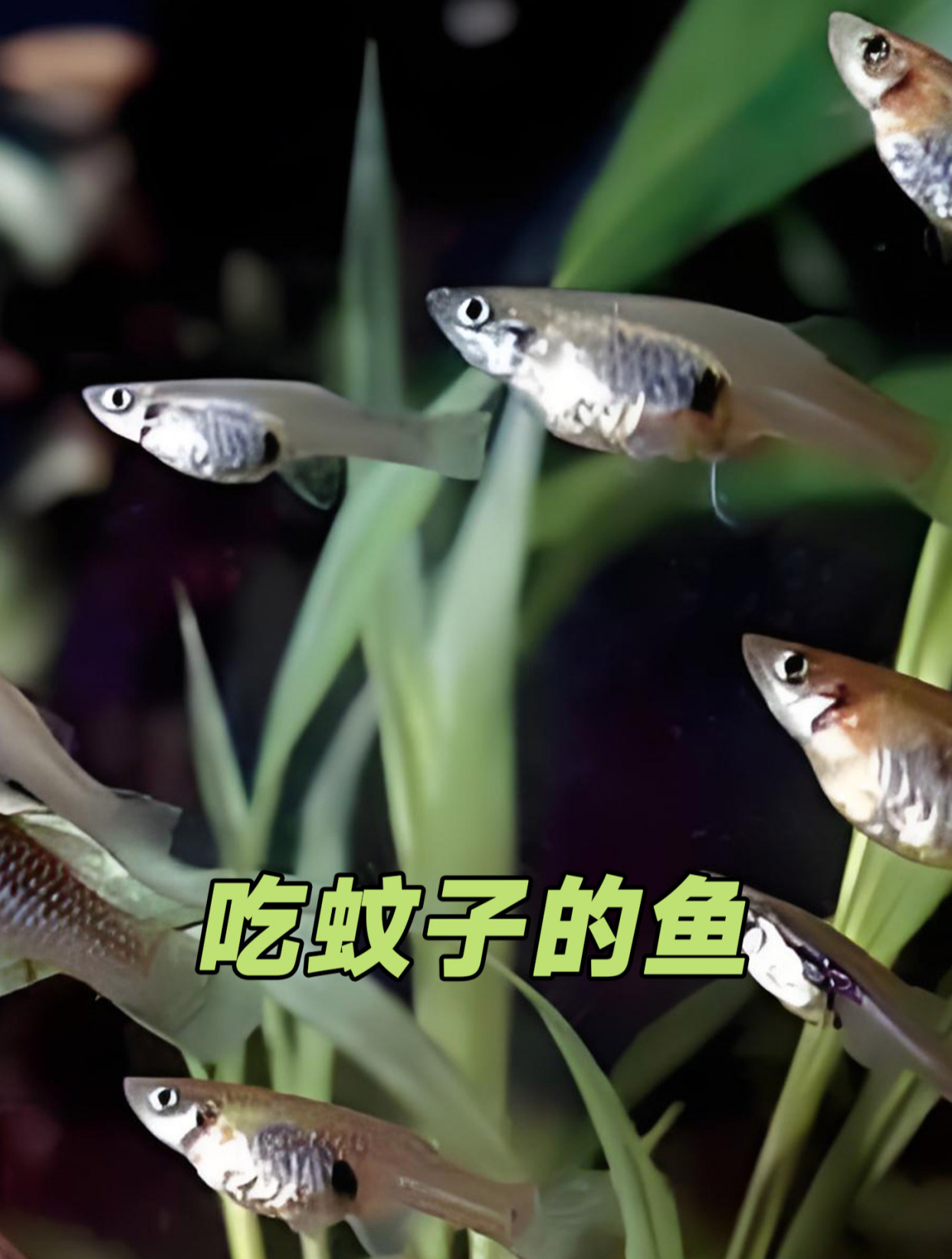 吃蚊子的鱼 专门吃蚊子的鱼,就是繁殖能力太强了