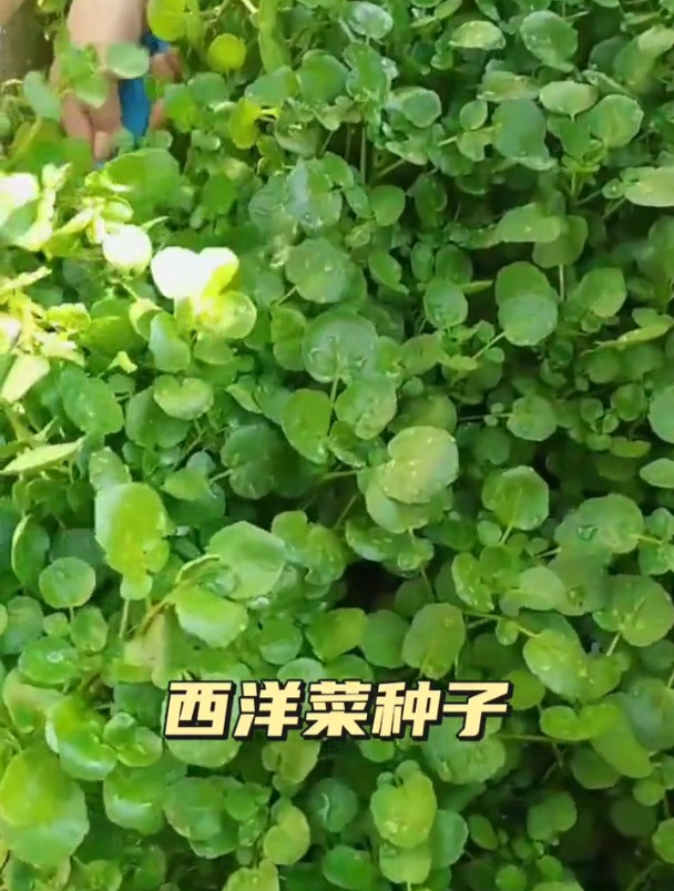 过去被当成野菜,如今成了宝贝,西洋菜营养价值极高