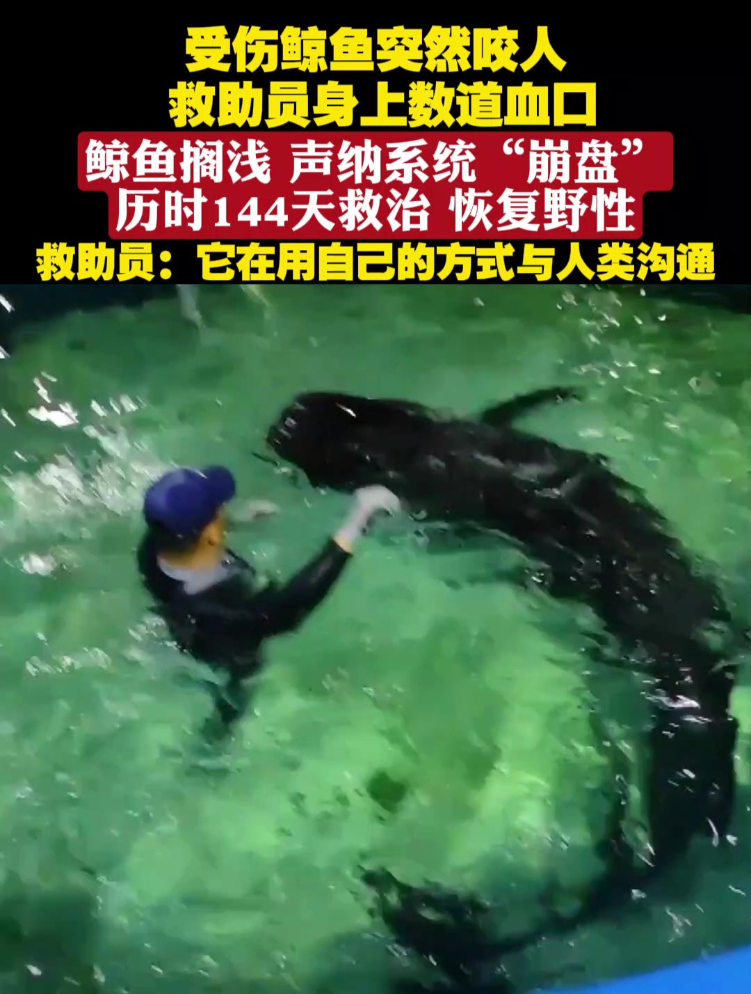 受伤鲸鱼突然咬人 救助员身上数道血口,鲸鱼搁浅 声纳系统“崩盘”