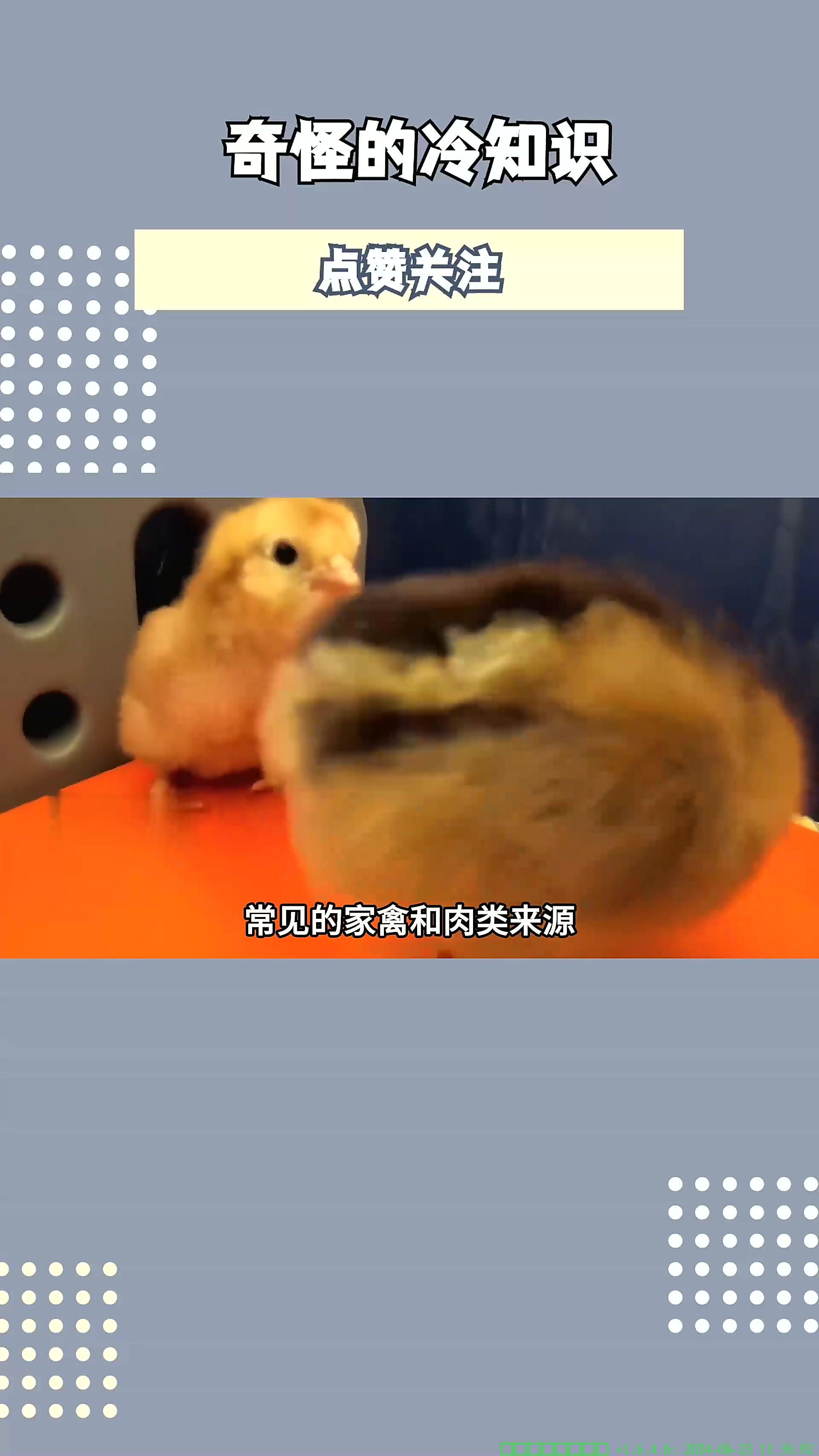 带你了解小鸡胚胎发育全过程,仅仅需要21天,它就可以破壳而出
