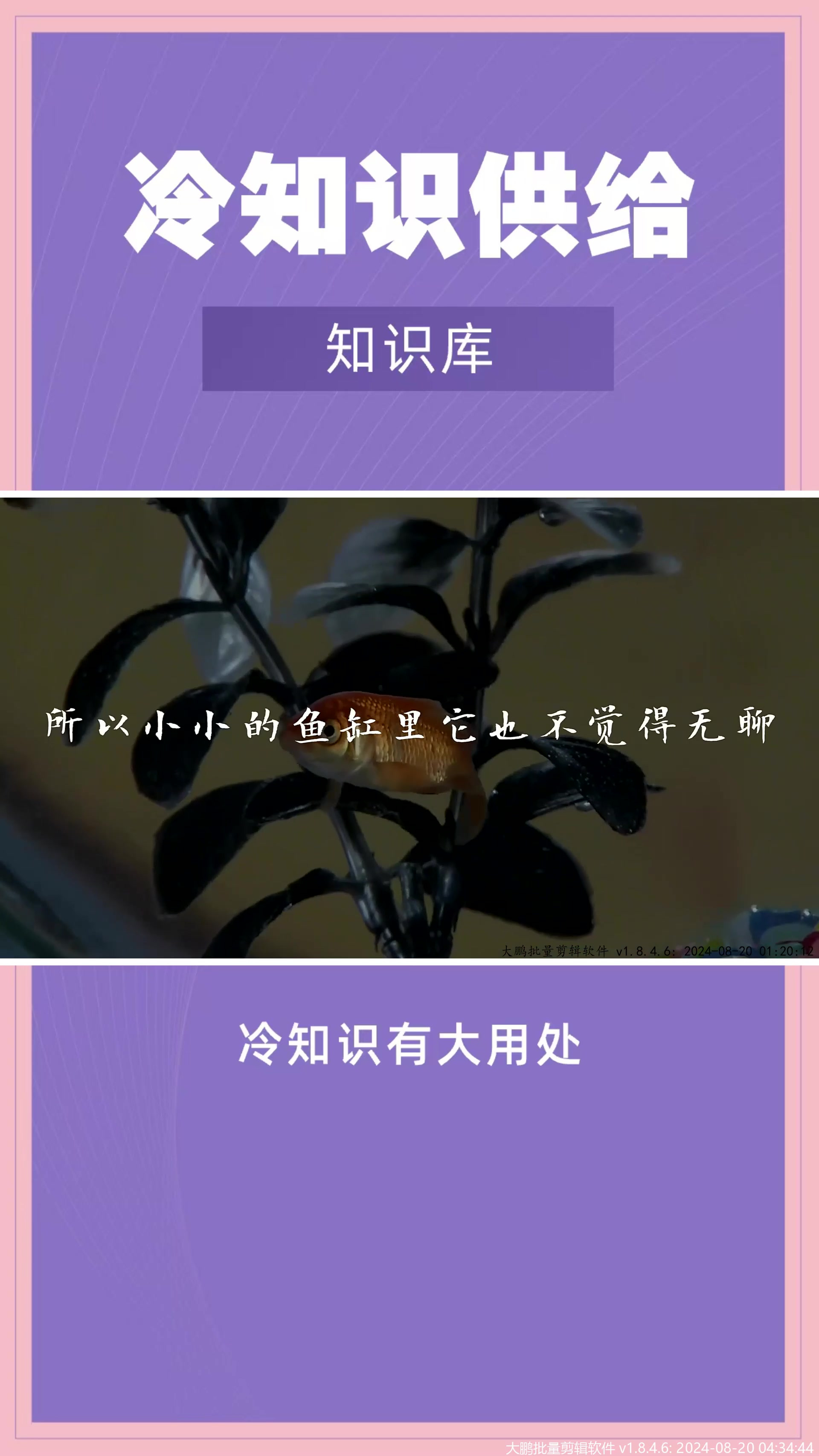 鱼的记忆真的只有7秒吗?科学家用实验打假,你的记忆都比不上它