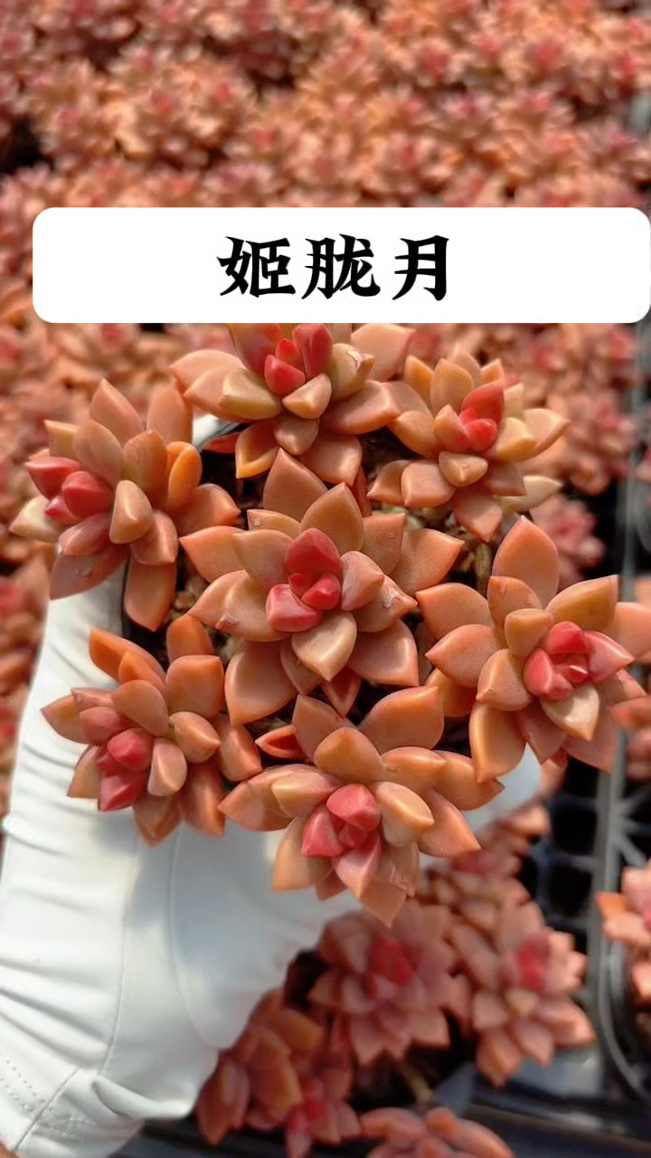 红色系列多肉,姬胧月