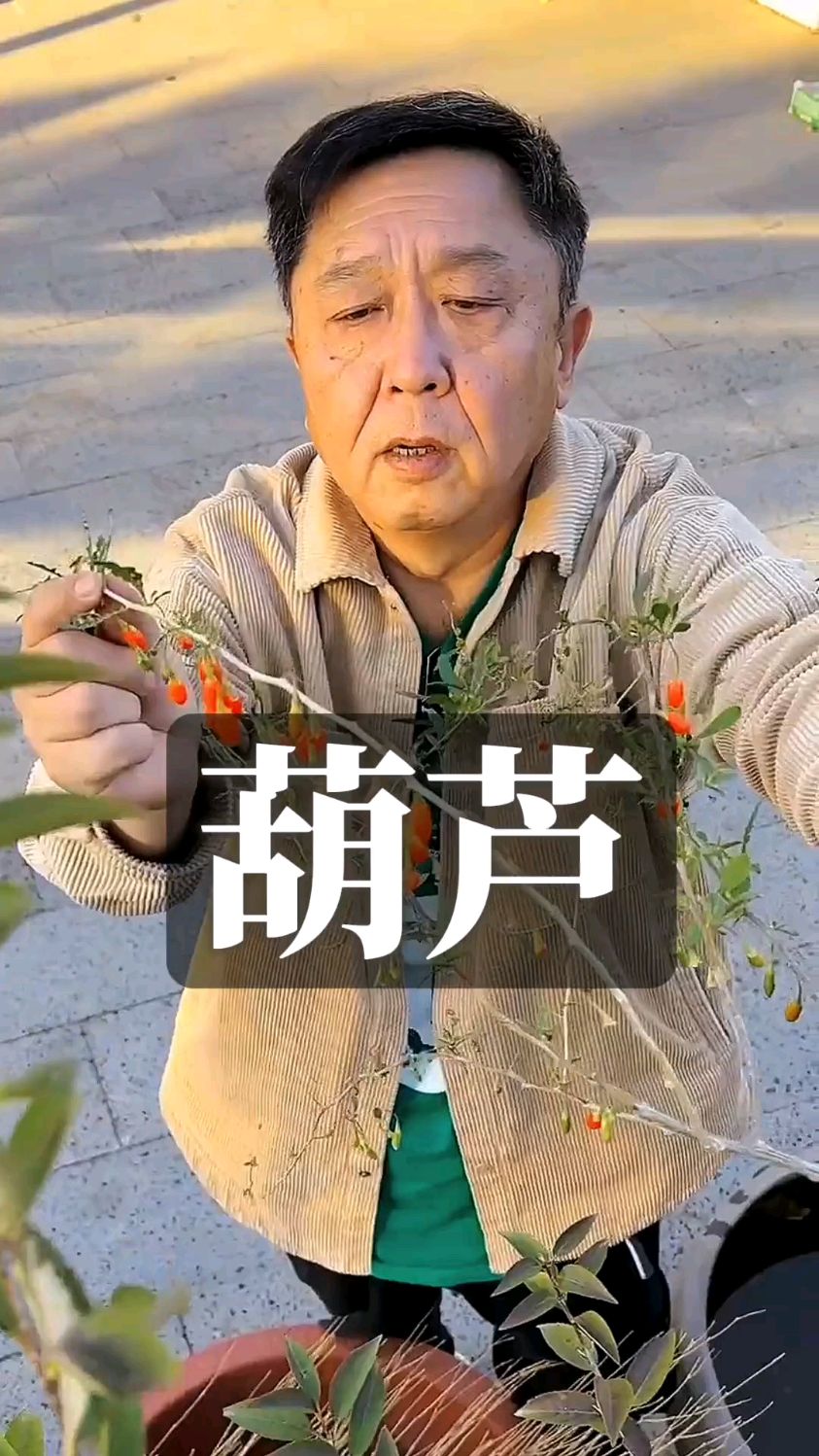 于谦聊美食:葫芦能吃,瓠子你吃过吗?