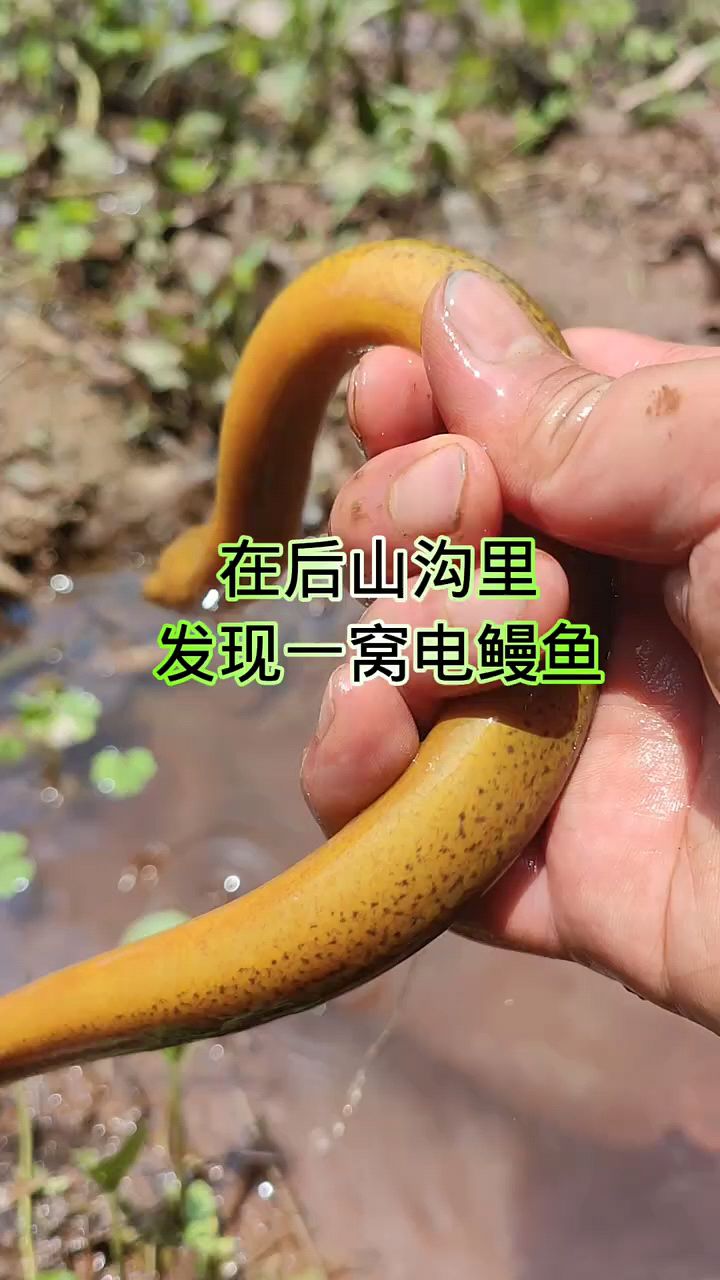 在后山沟里发现一窝电鳗鱼