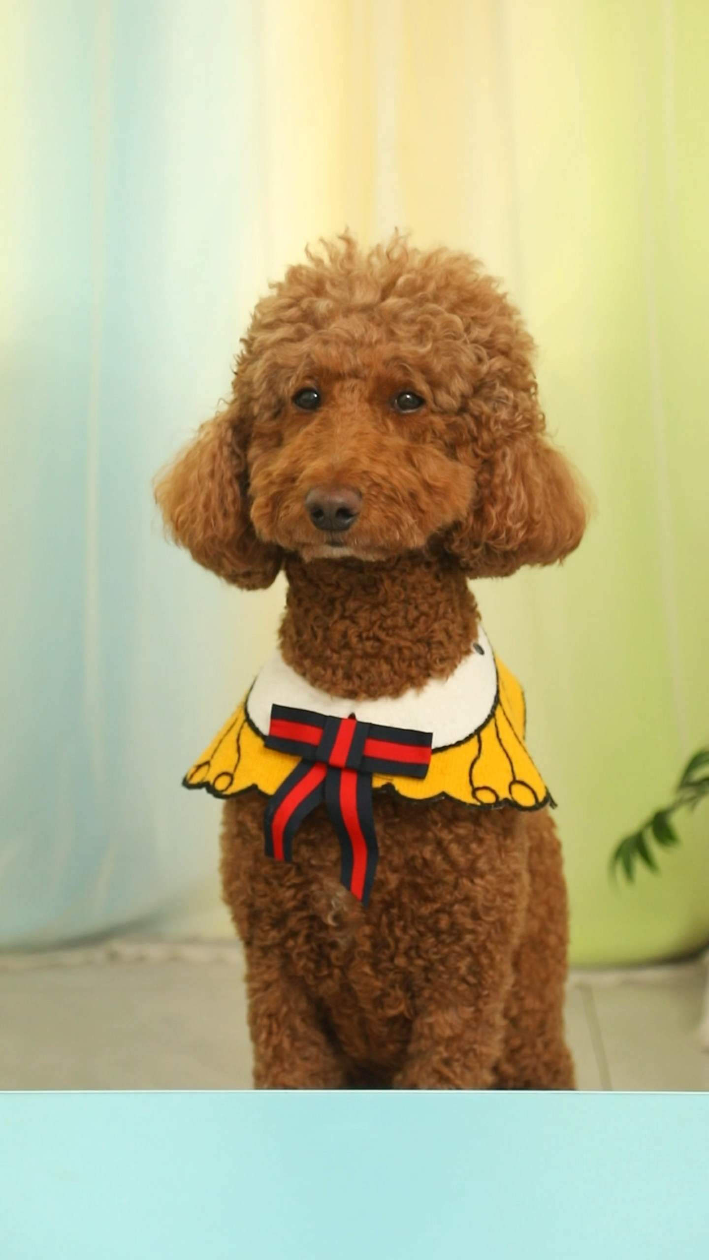 妈妈到底给没给奶茶金链子呀