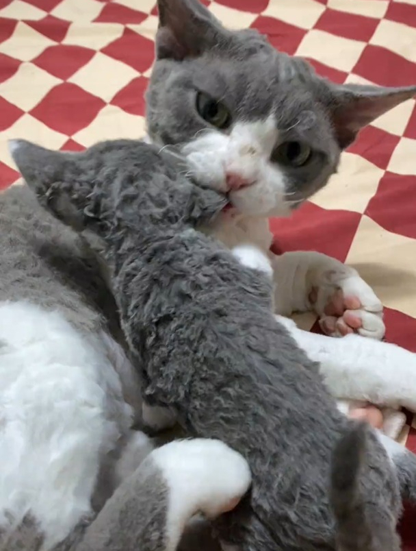 小奶猫第一次吃生骨肉