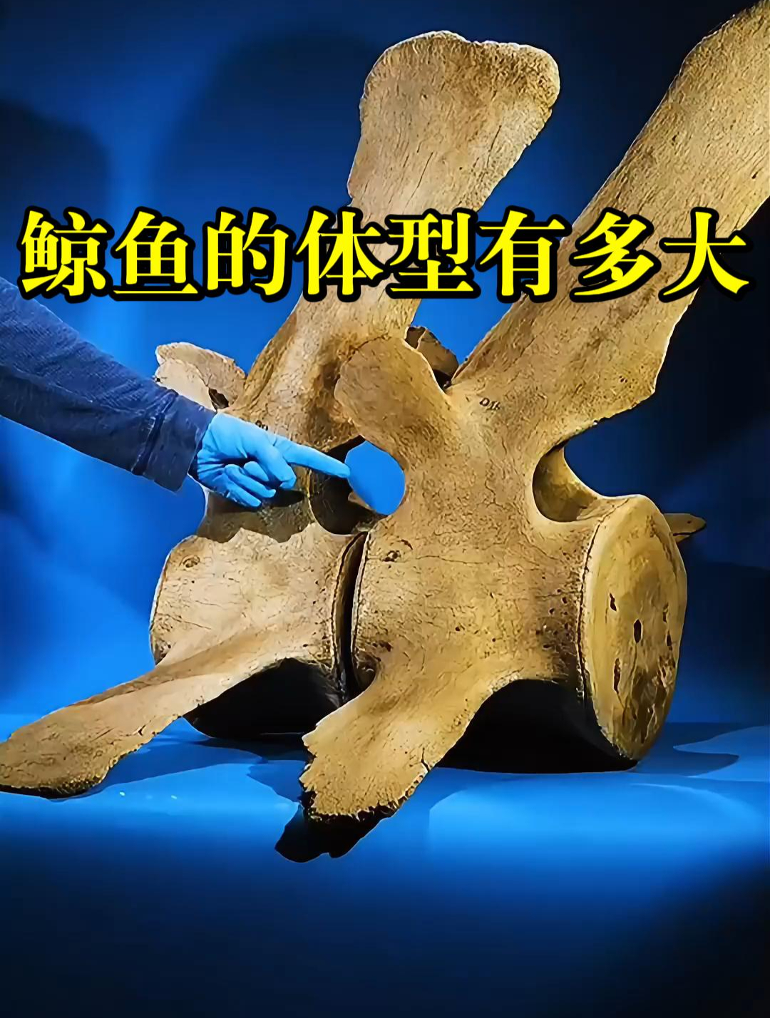 用参照物对比一下,鲸鱼的体型到底有多大