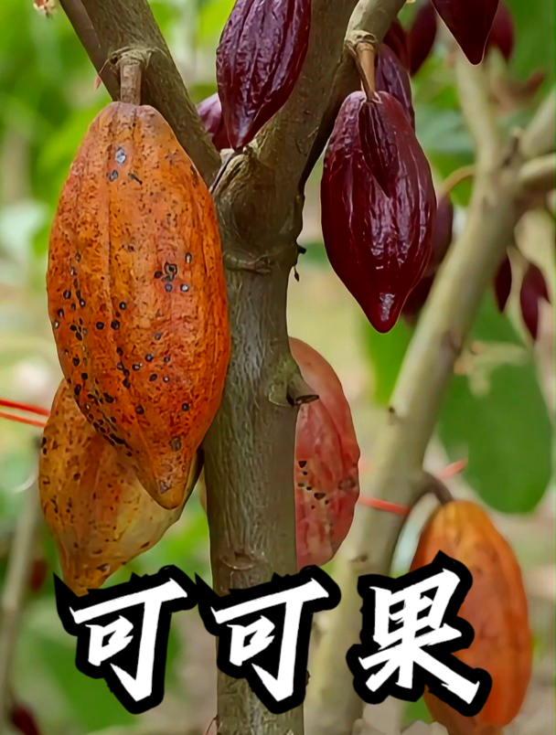 神奇植物可可果,制作巧克力的原材料就是它的种子,叫做可可豆