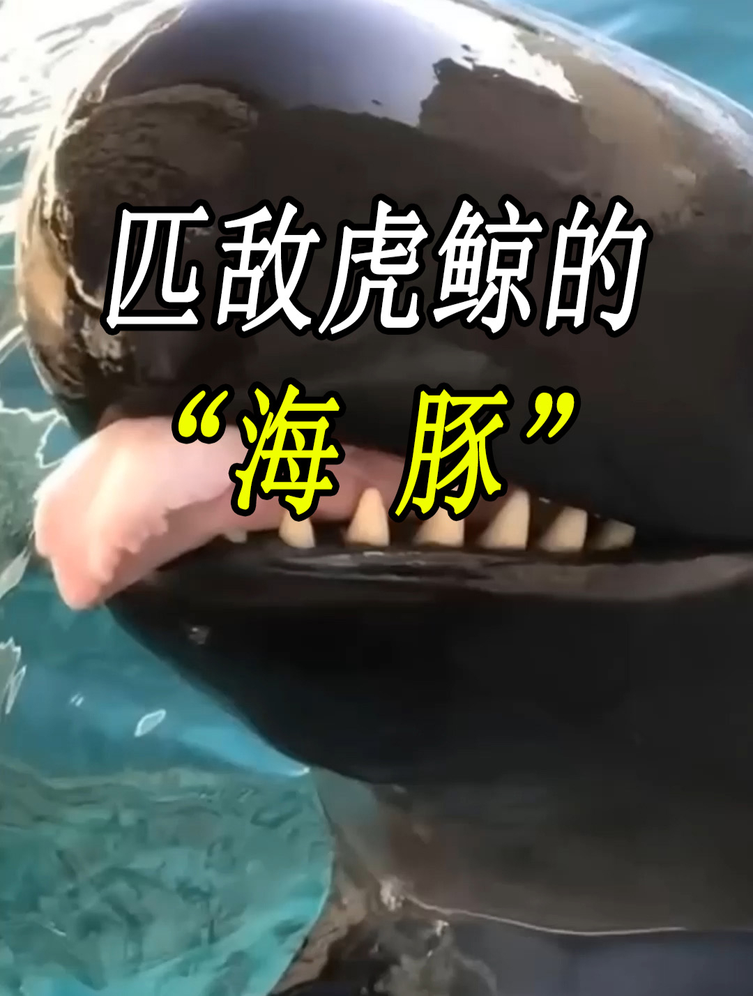 什么样的“海豚”,竟然可以匹敌虎鲸的战斗力!