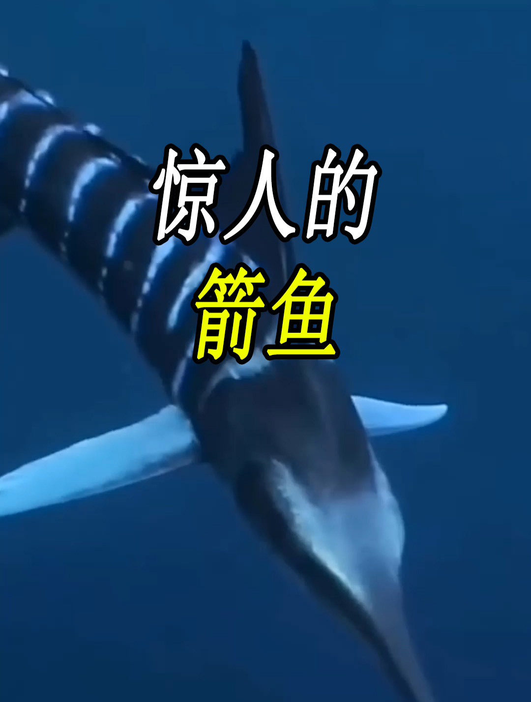 剑鱼能游多快?寿命又有多长?