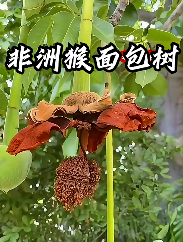 非洲猴面包树,一种能吃能喝还能住,一棵树养活一家人
