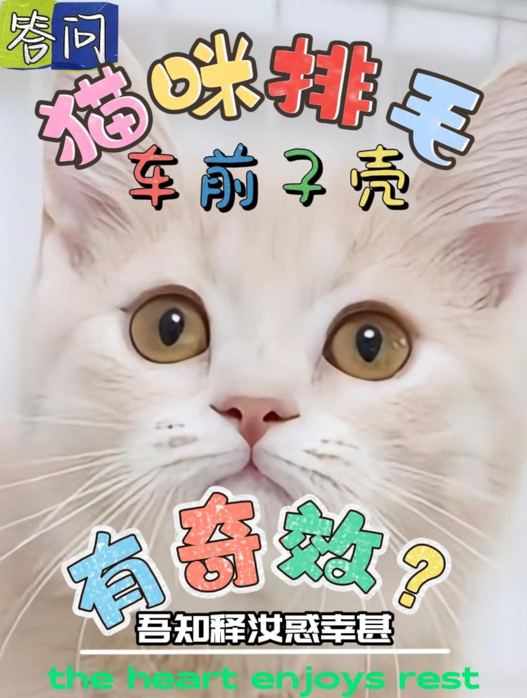车前子壳是猫咪化毛神器?