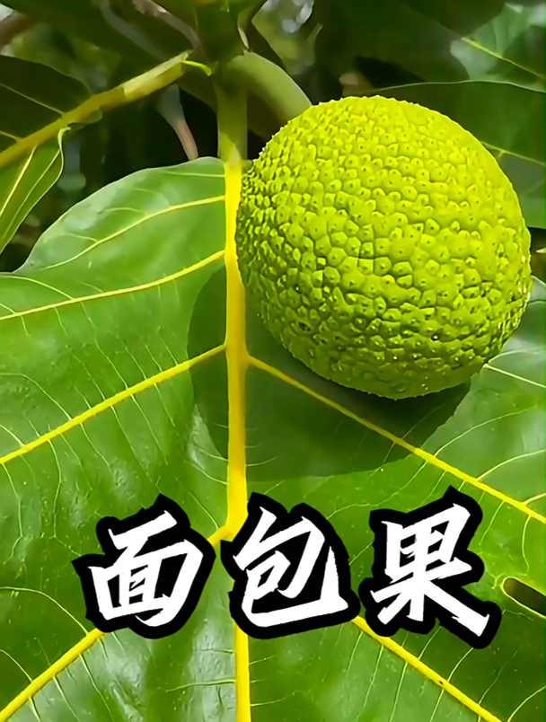 面包果:长在树上的面包,一种既能当水果又能当蔬菜的全能型果子