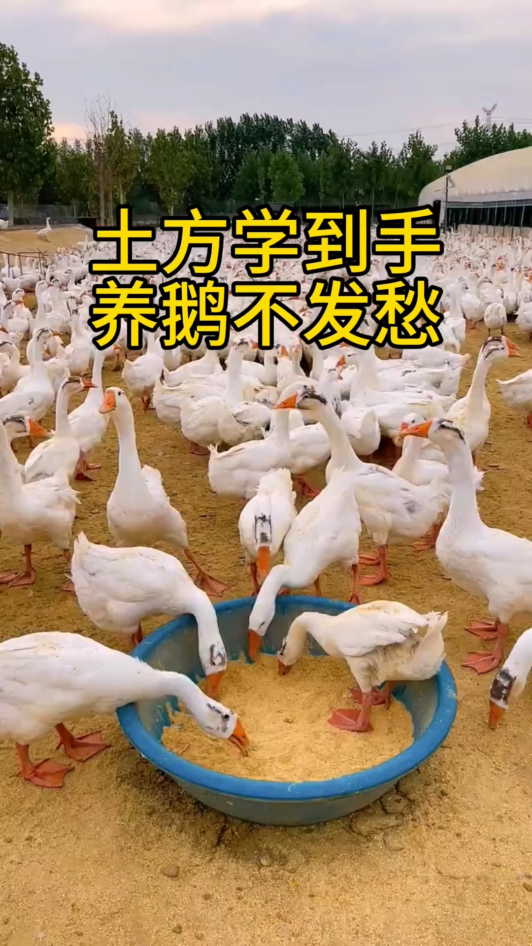 #科学养鹅 #养鹅技术分享 #禽病防治 #养鹅 #养鹅技术