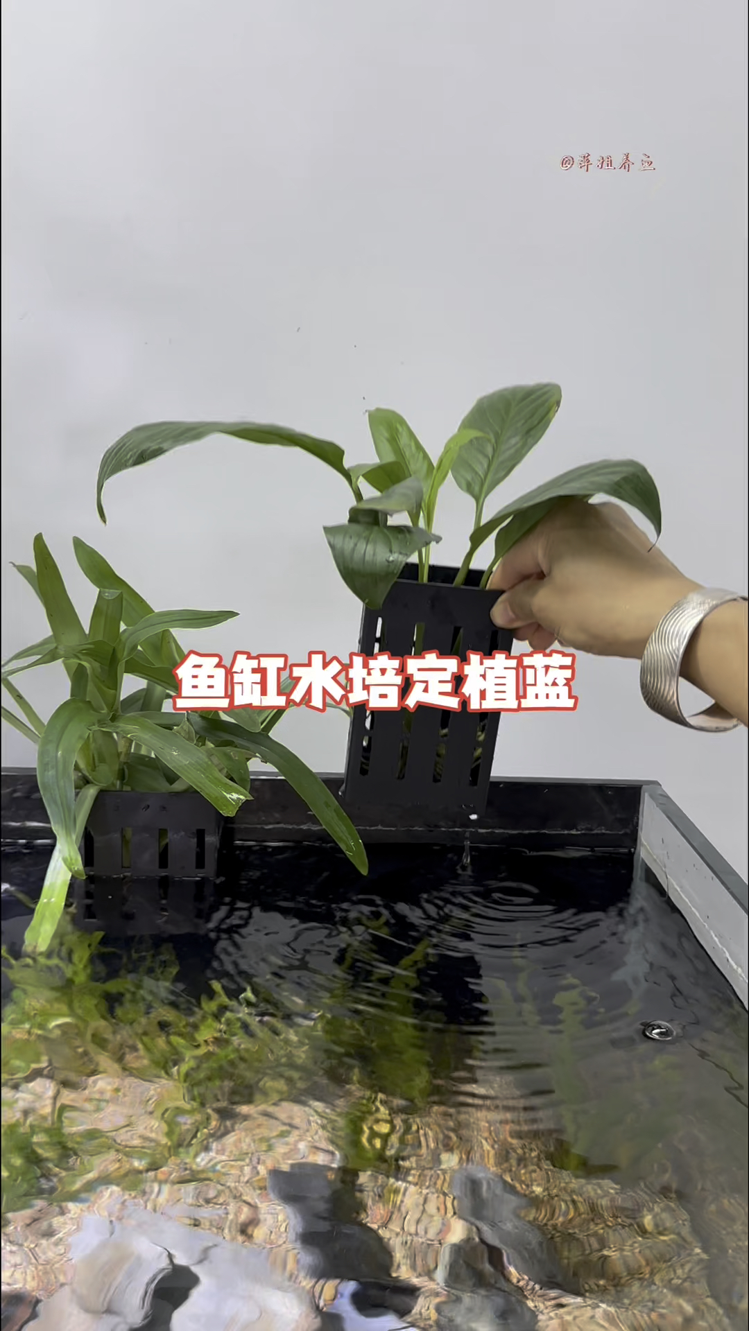 水培定植蓝四周镂空不闷根把植物放里面既净化了水质还装饰了鱼缸