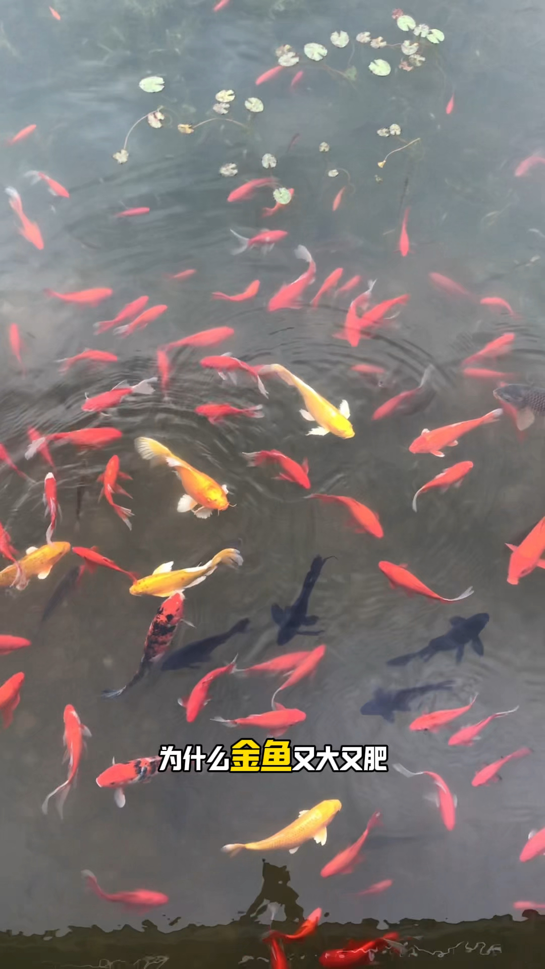 金鱼又大又肥还好看为什么不能吃
