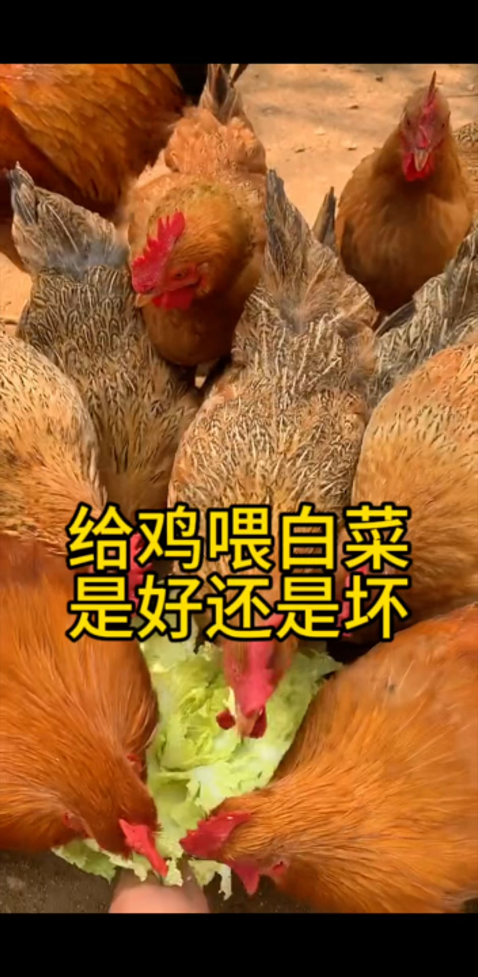 给鸡喂大白菜是好还是坏~