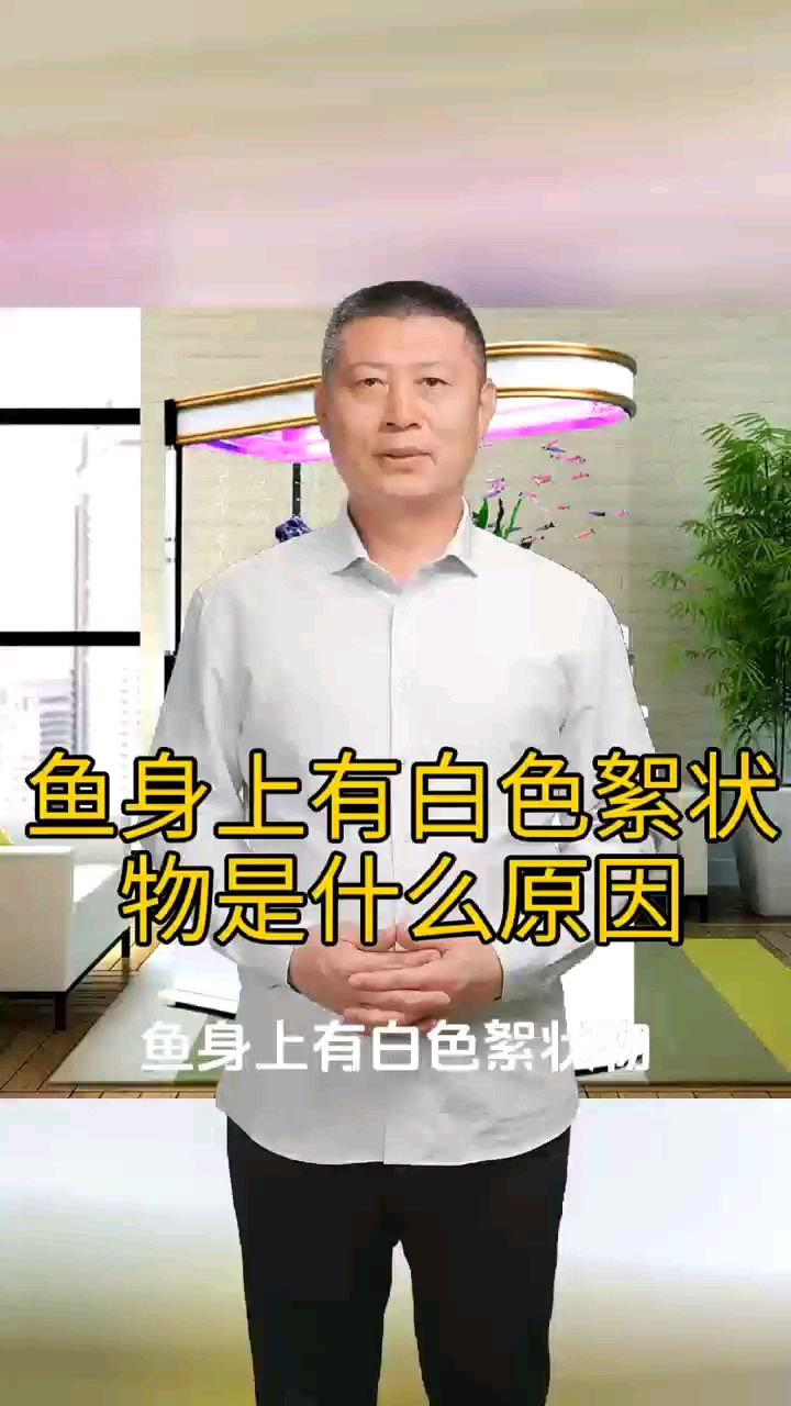 鱼身上有白色絮状物是什么原因