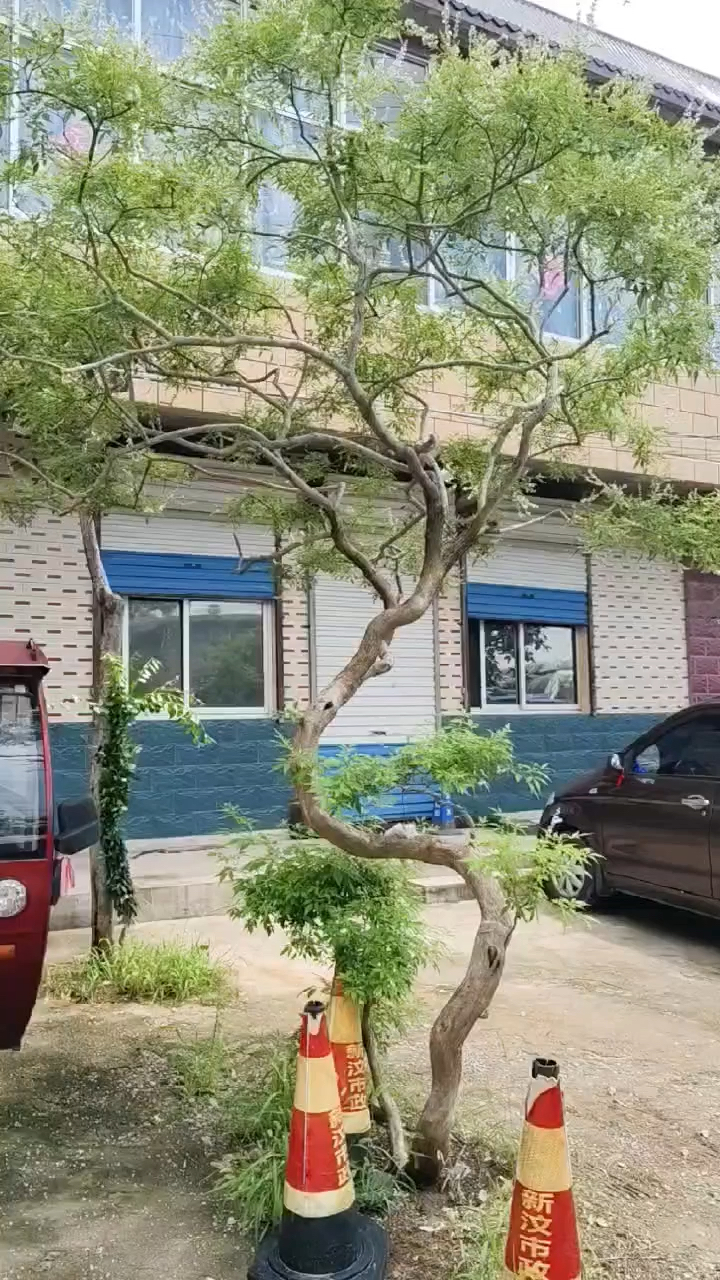 一棵扭曲度特别好的黄金树,适合别墅庭院。