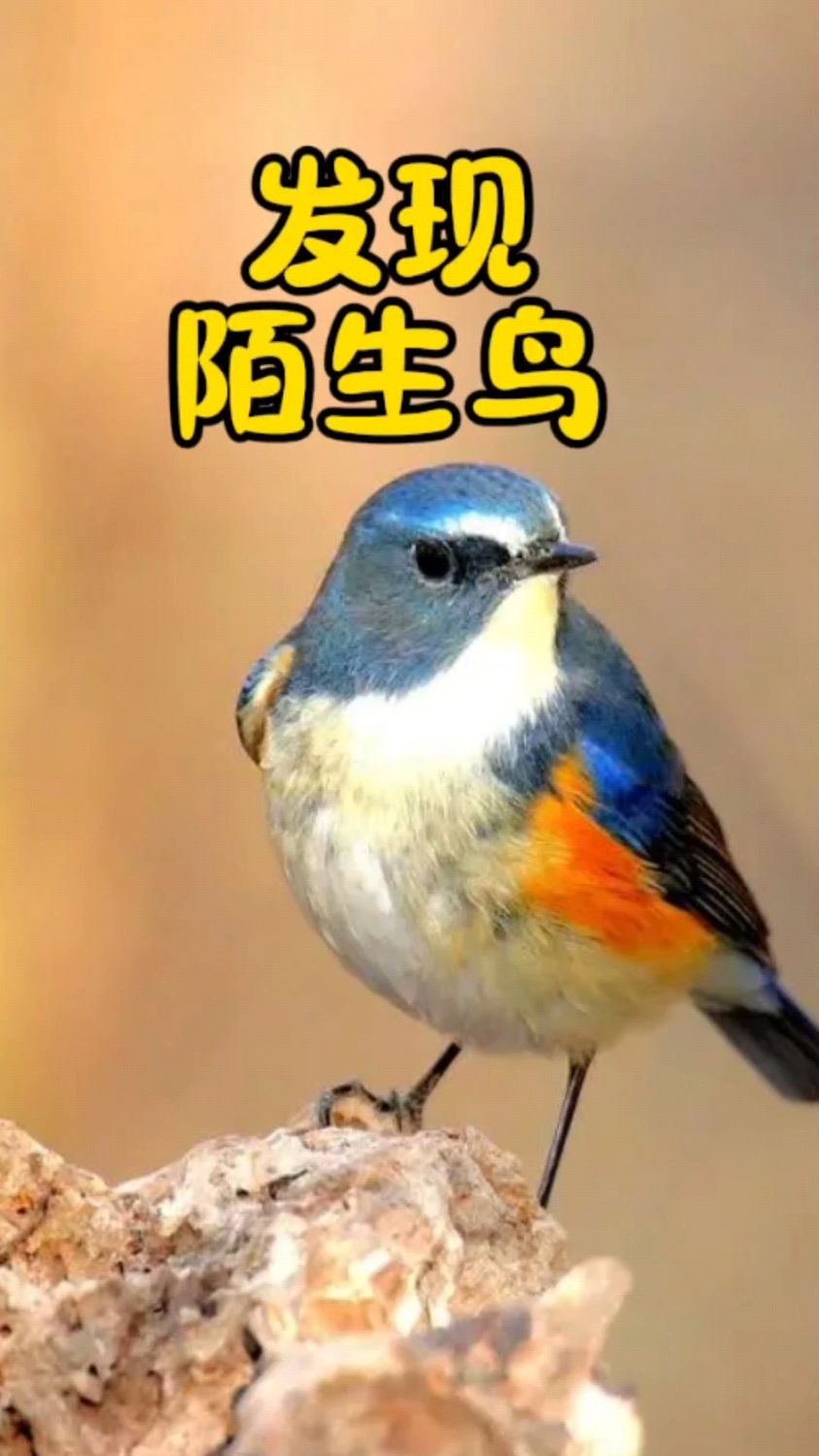 雪白的肚皮蓝色的后背,醒目的白眼眉,原来它叫红胁蓝尾鸲