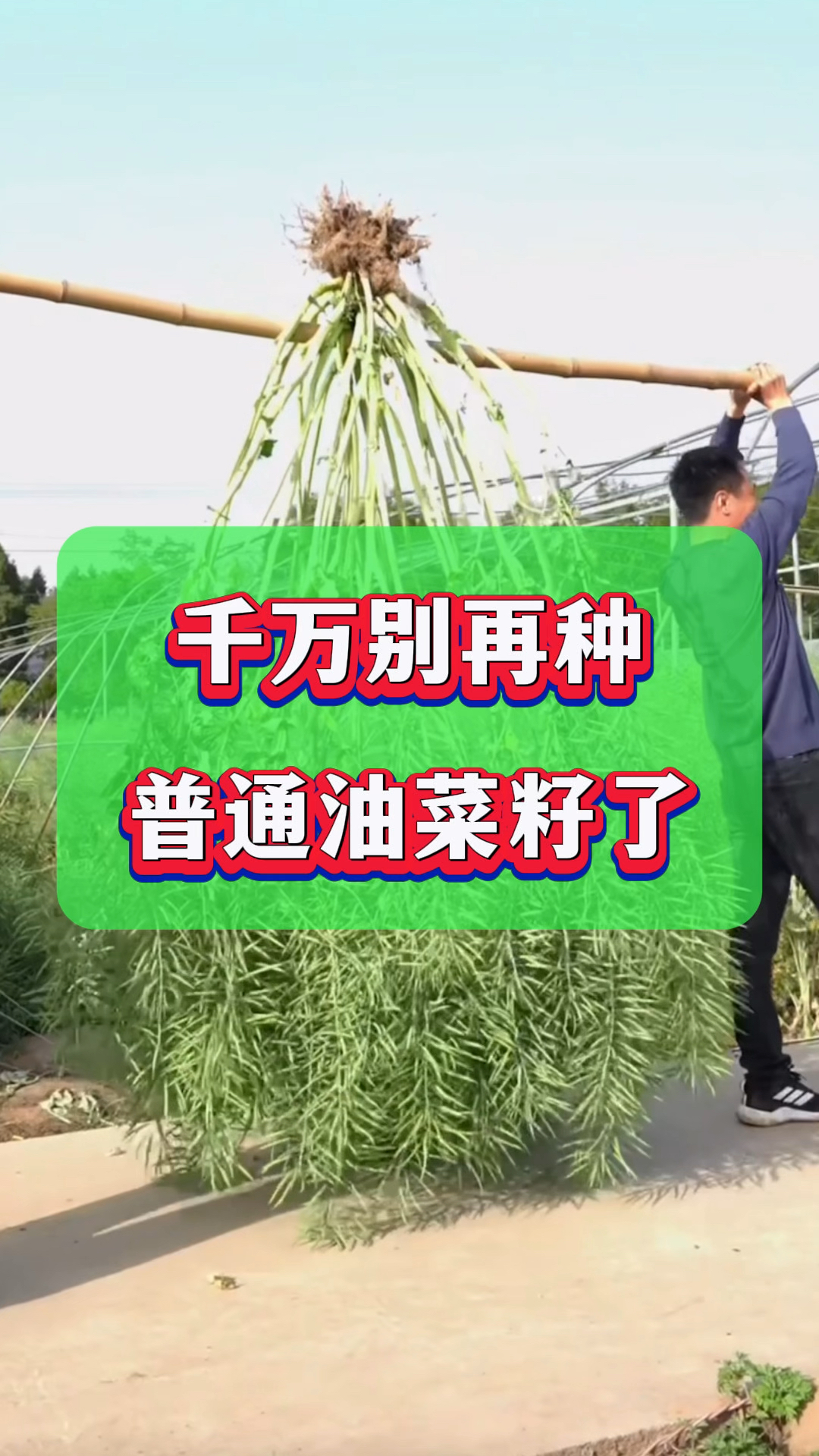 千万别再种普通油菜籽了,这款油菜籽分枝多结荚多出油率高!
