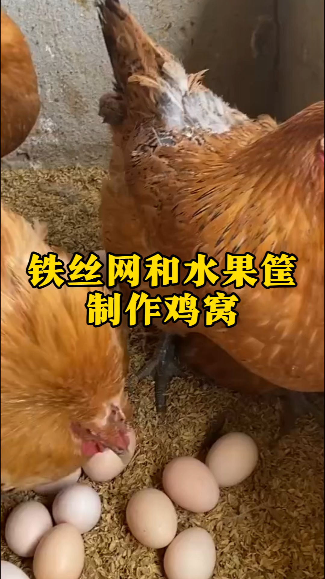 养鸡人真聪明,只需要用铁丝网和水果筐制作鸡窝,干净有美观