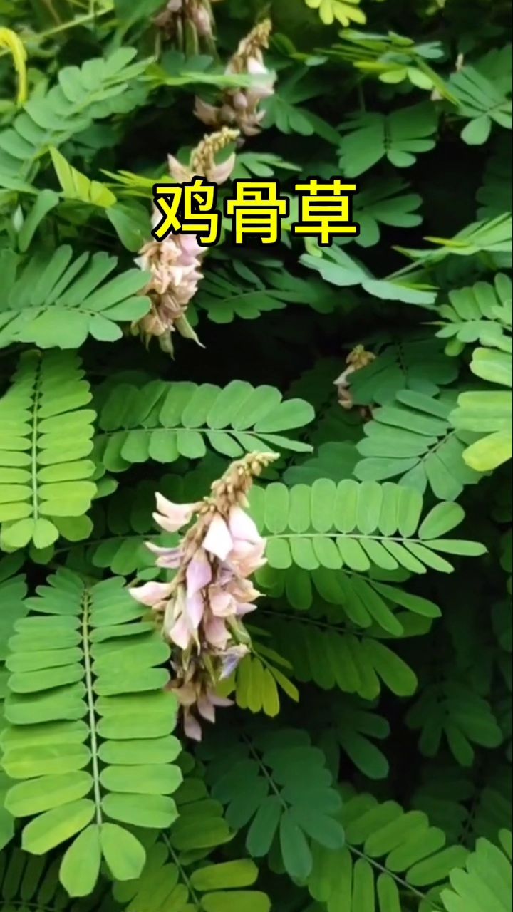 鸡骨草,你家乡有吗