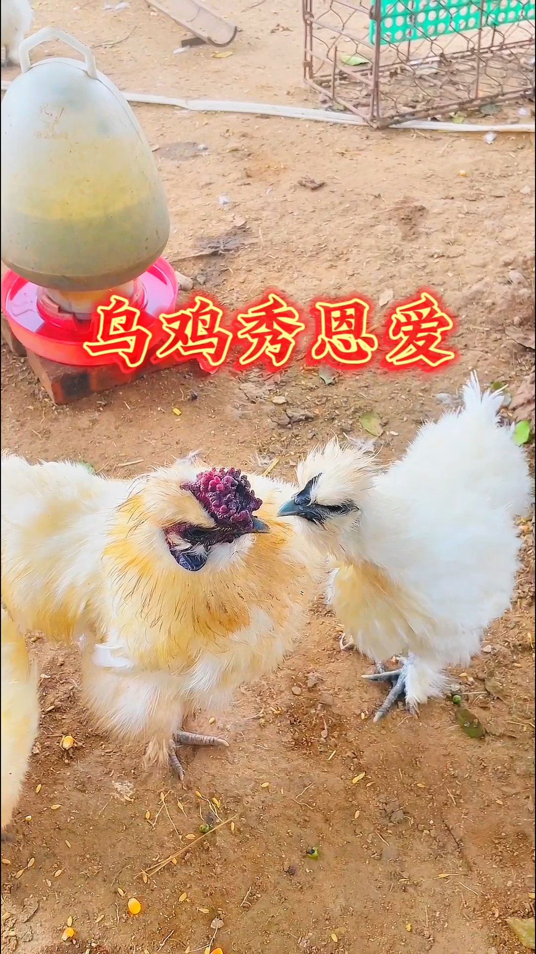 居然敢在我面前秀恩爱,公鸡直接阉了,母鸡便宜卖了