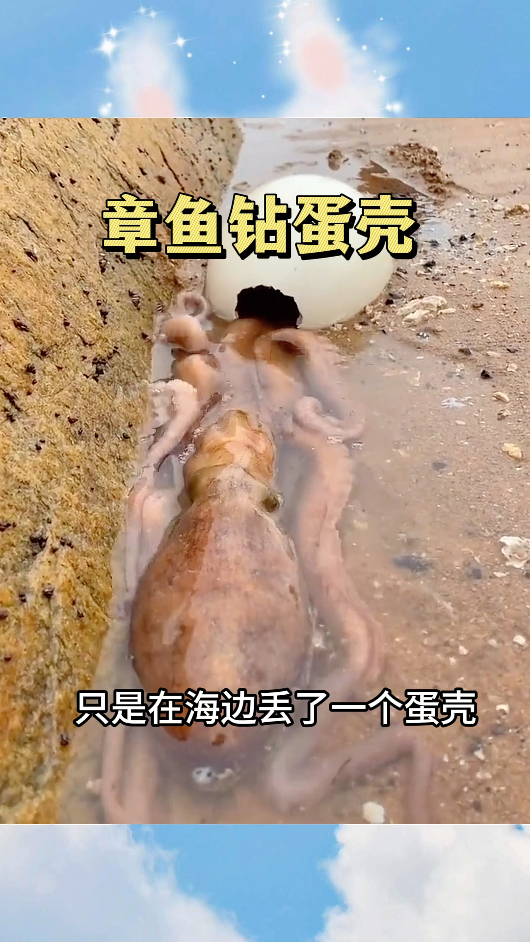 章鱼钻蛋壳,居然成了别人的盘中餐