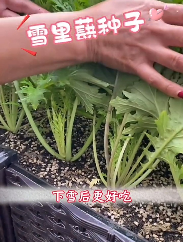 雪菜又叫“春不老”,有野菜的清香,曾经专门拿来腌制梅干菜